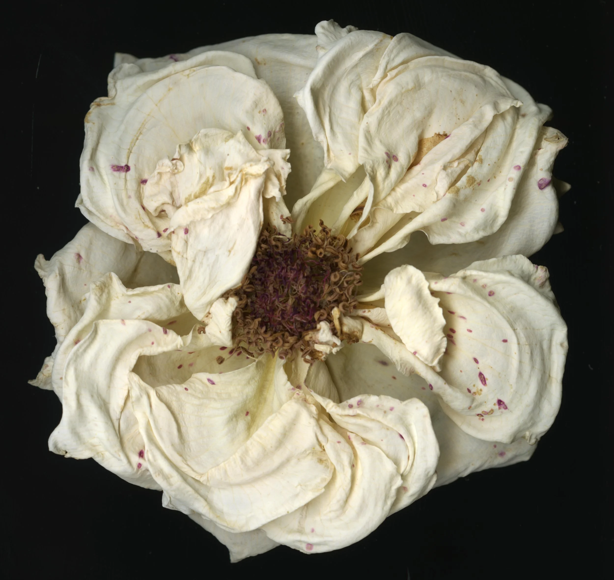 DriedBloom_Whiterose_D1_970.jpg