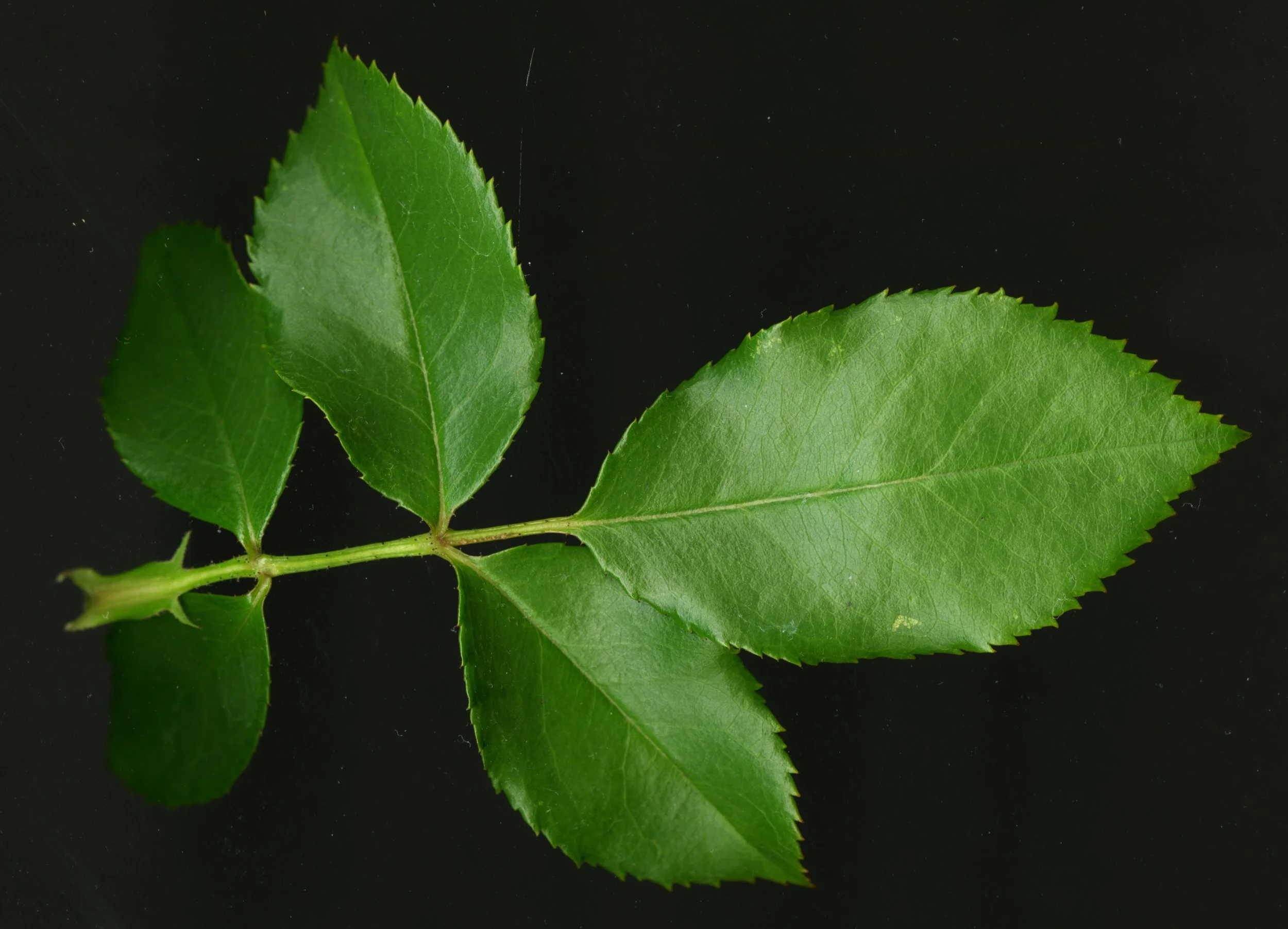 RoseLeaf_1_069.jpg