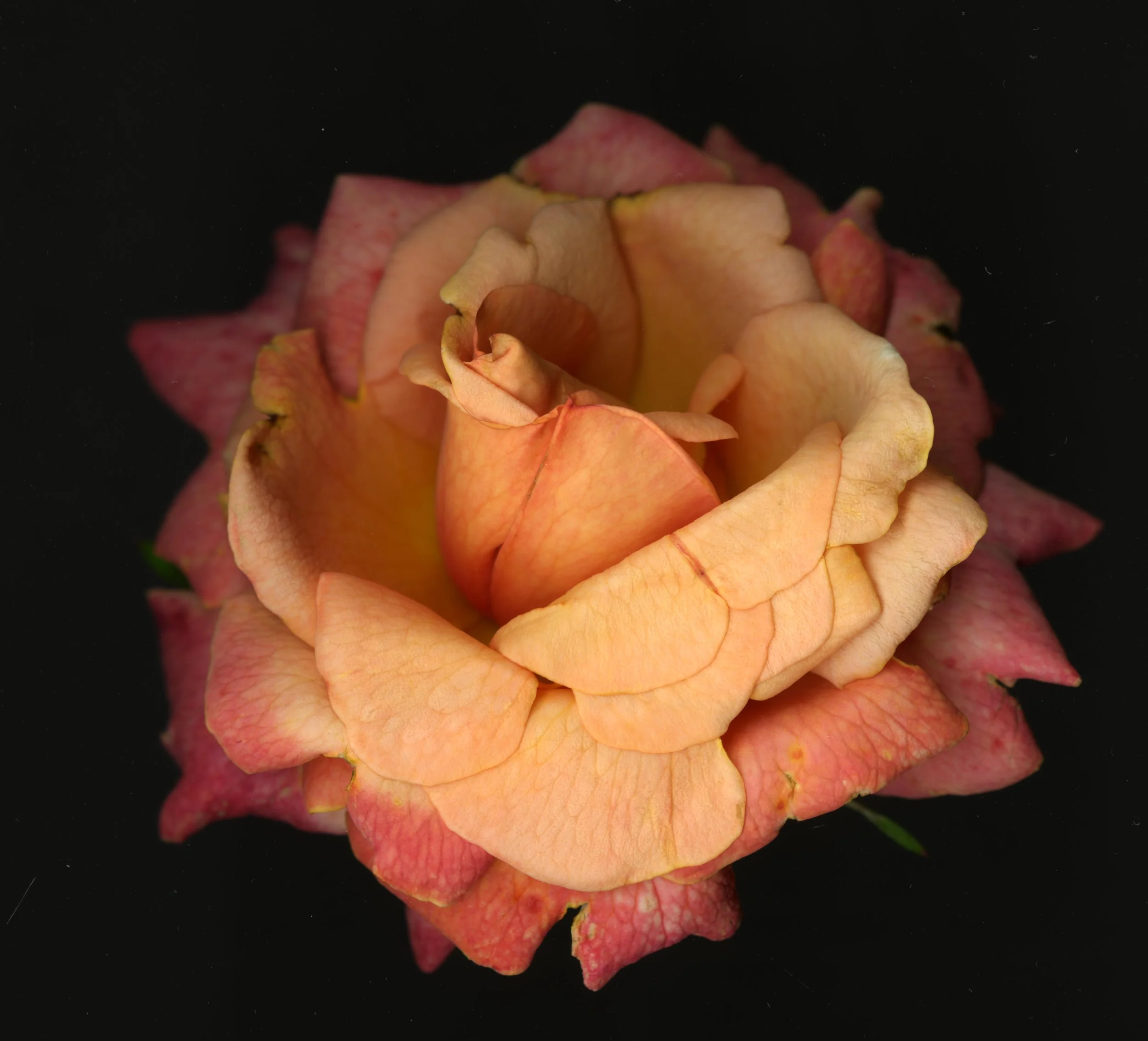 BloomeraMango_rose_1_178.jpg