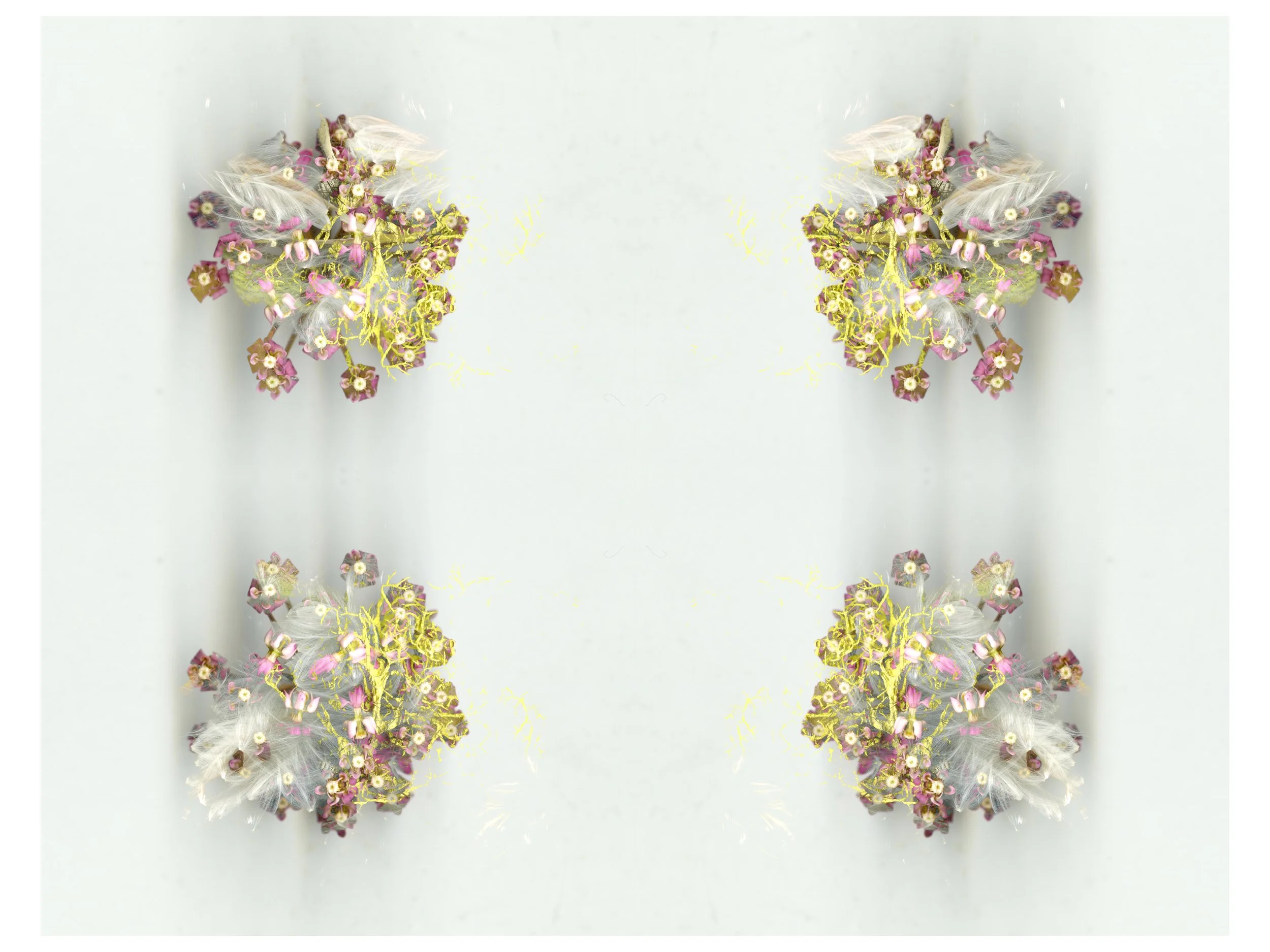 Milkweed SPread_1_300_Mirrored_Versin3_1_.jpg