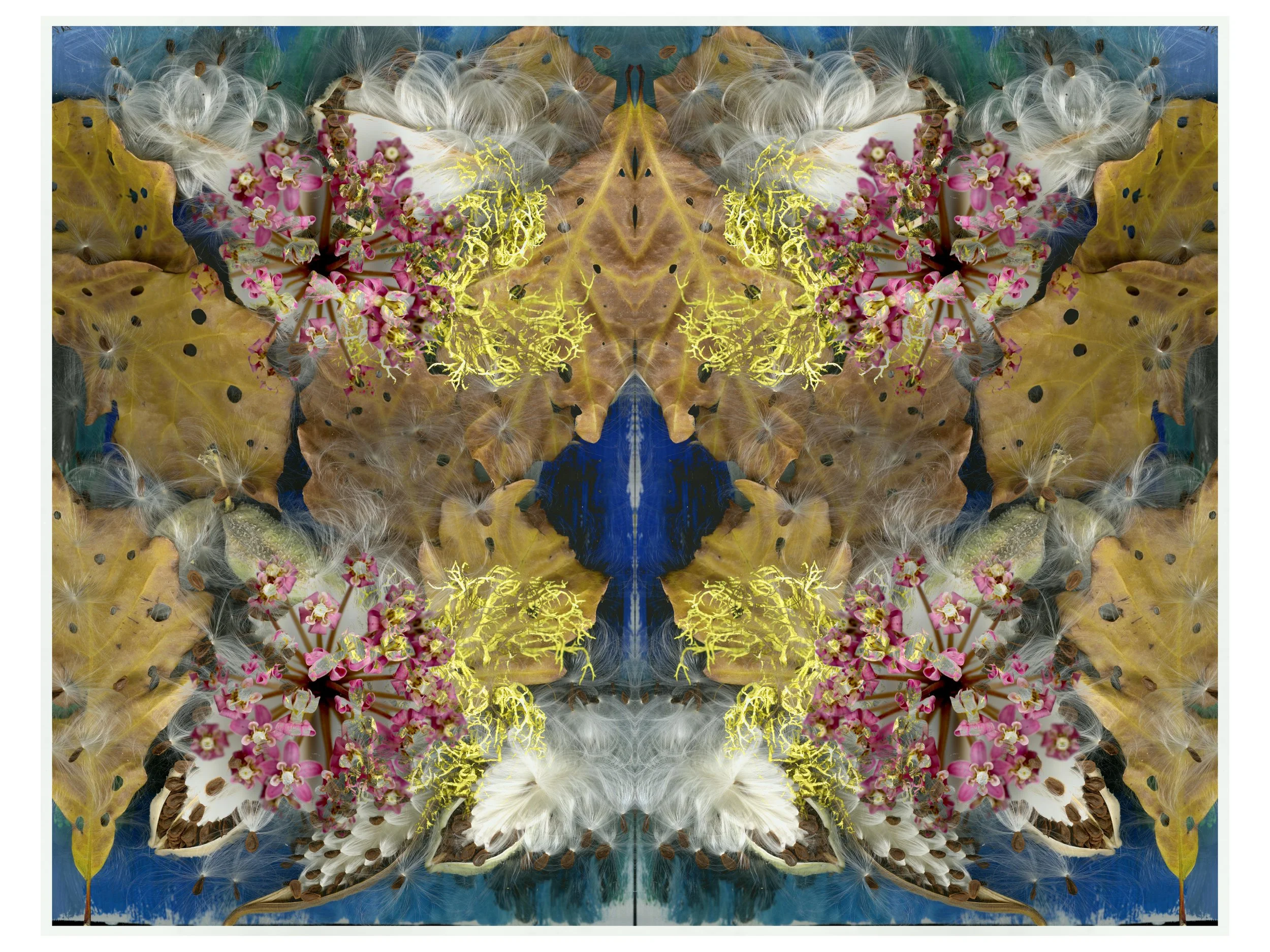 Milkweed SPread_3_300_Mirrored_Versin3_1_.jpg
