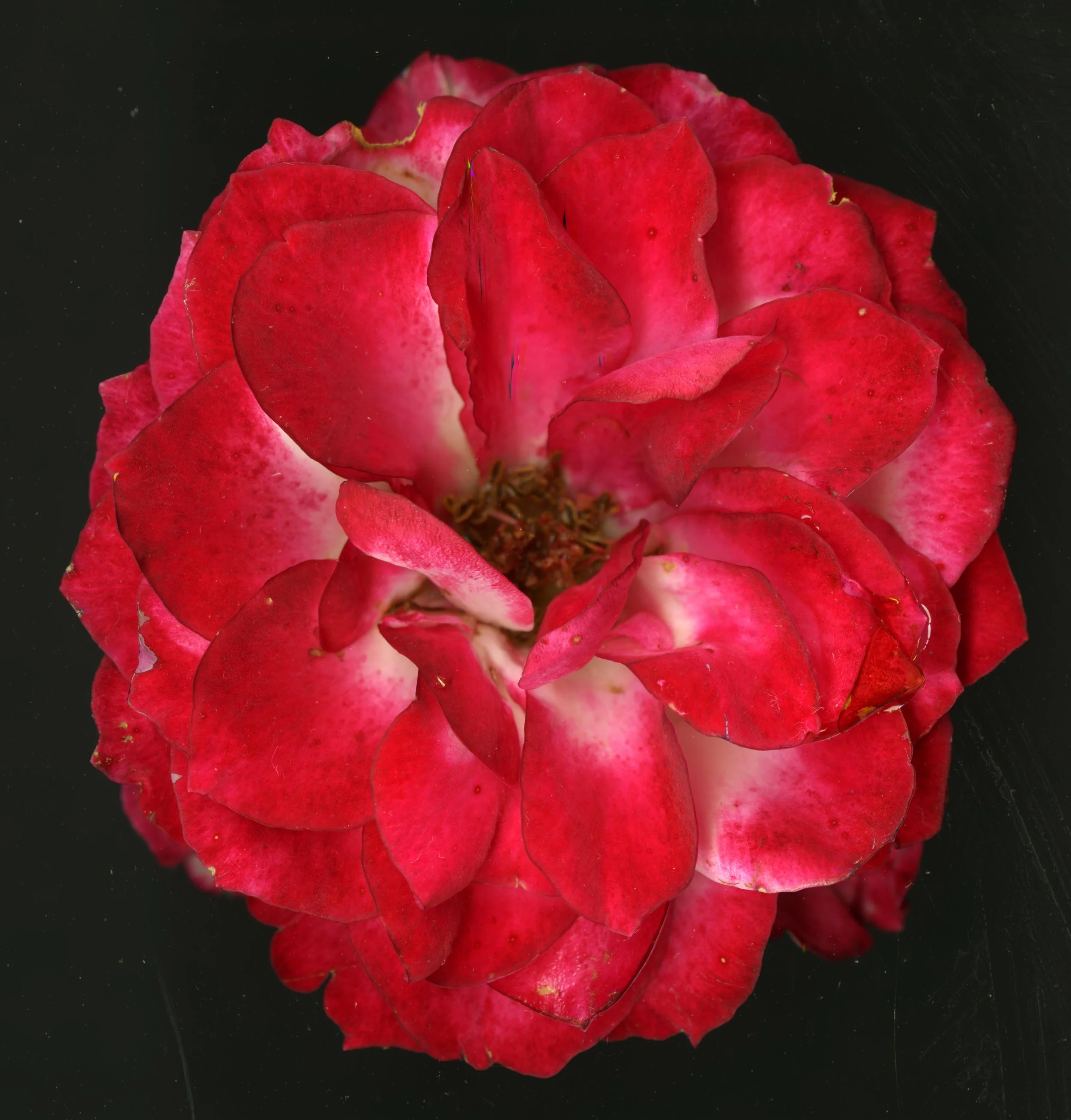 RedBloom_1_831.jpg
