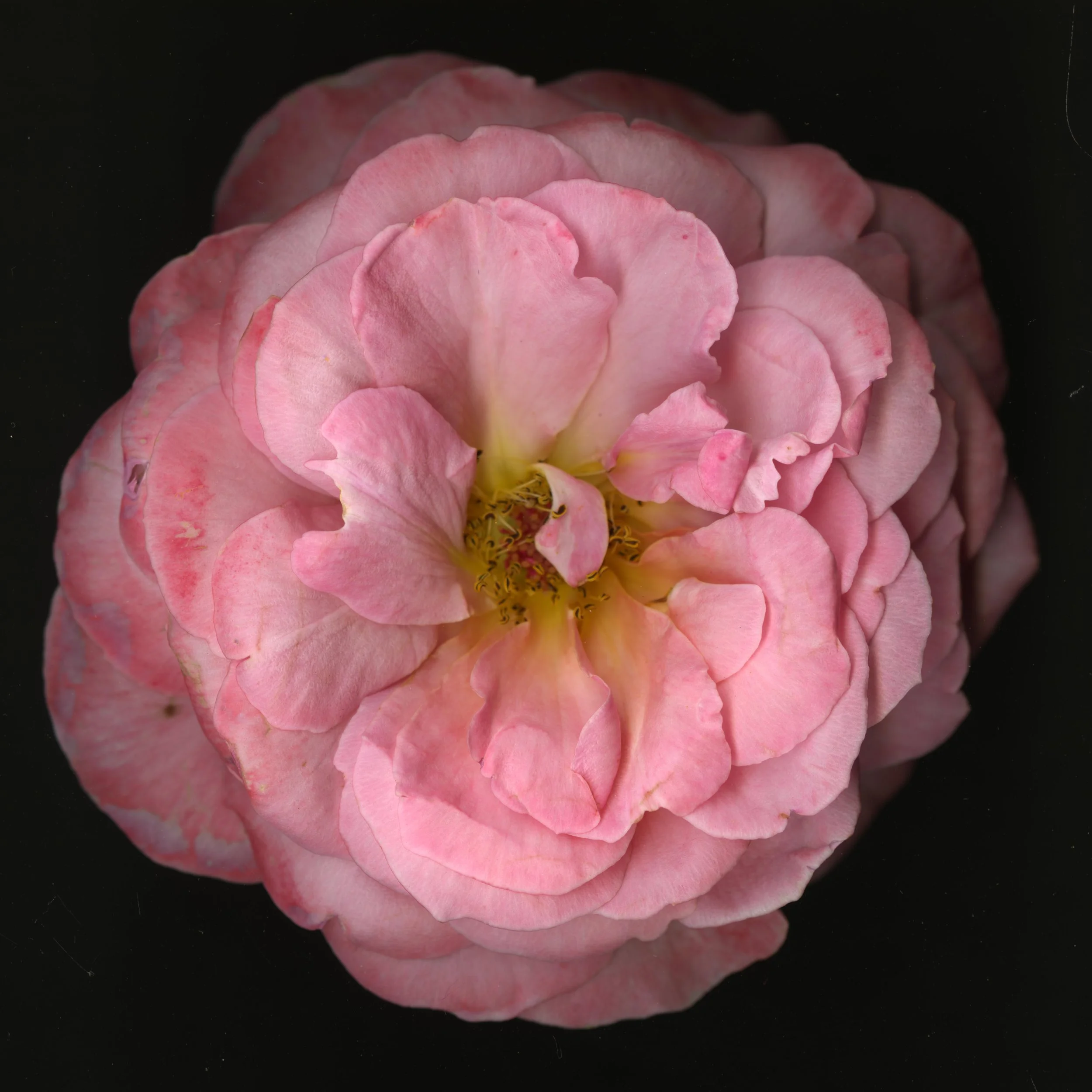 PinkaRosebloomtah_1_254.jpg