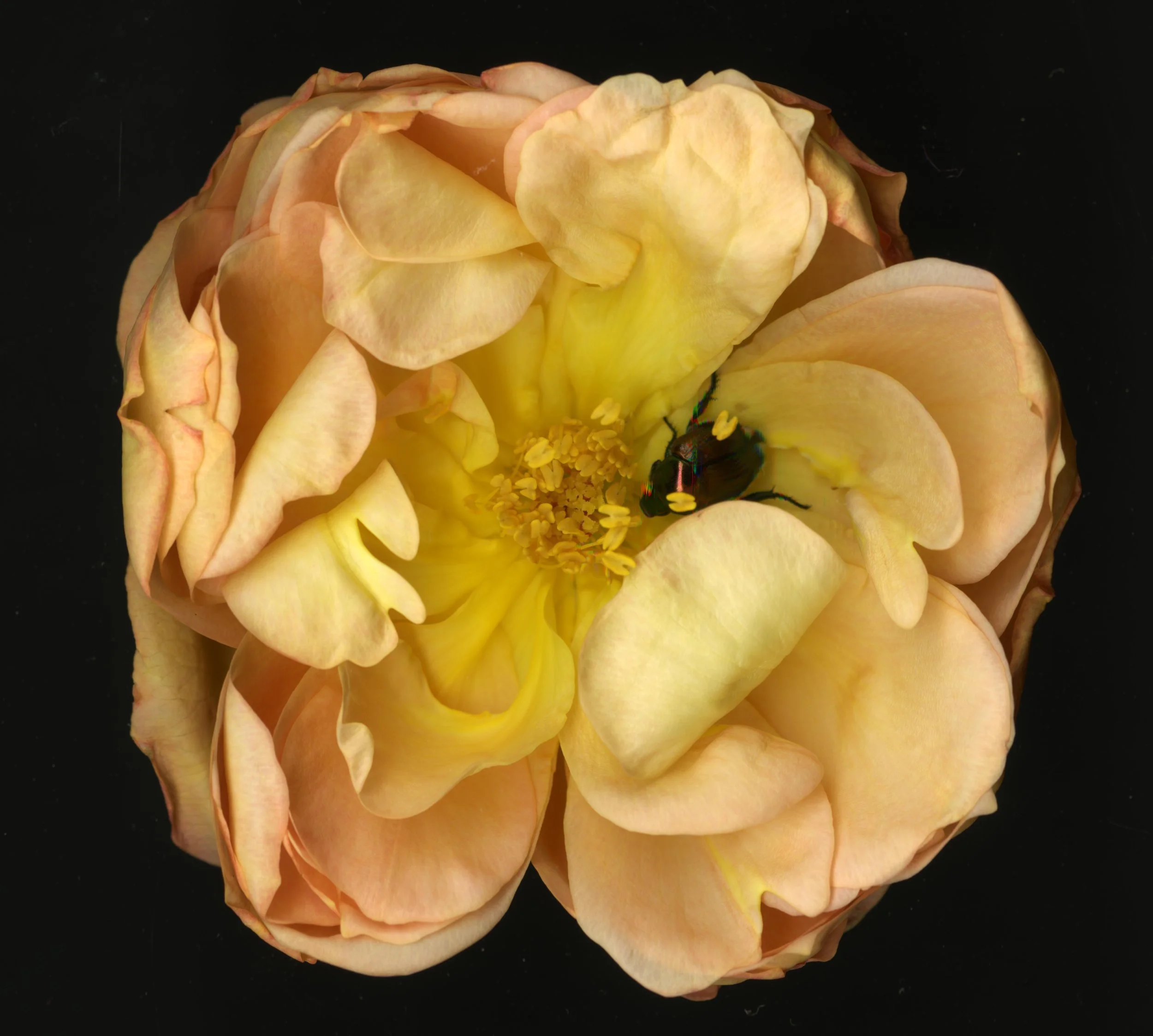 WhiteTanRoseBloomtah_1_386.jpg