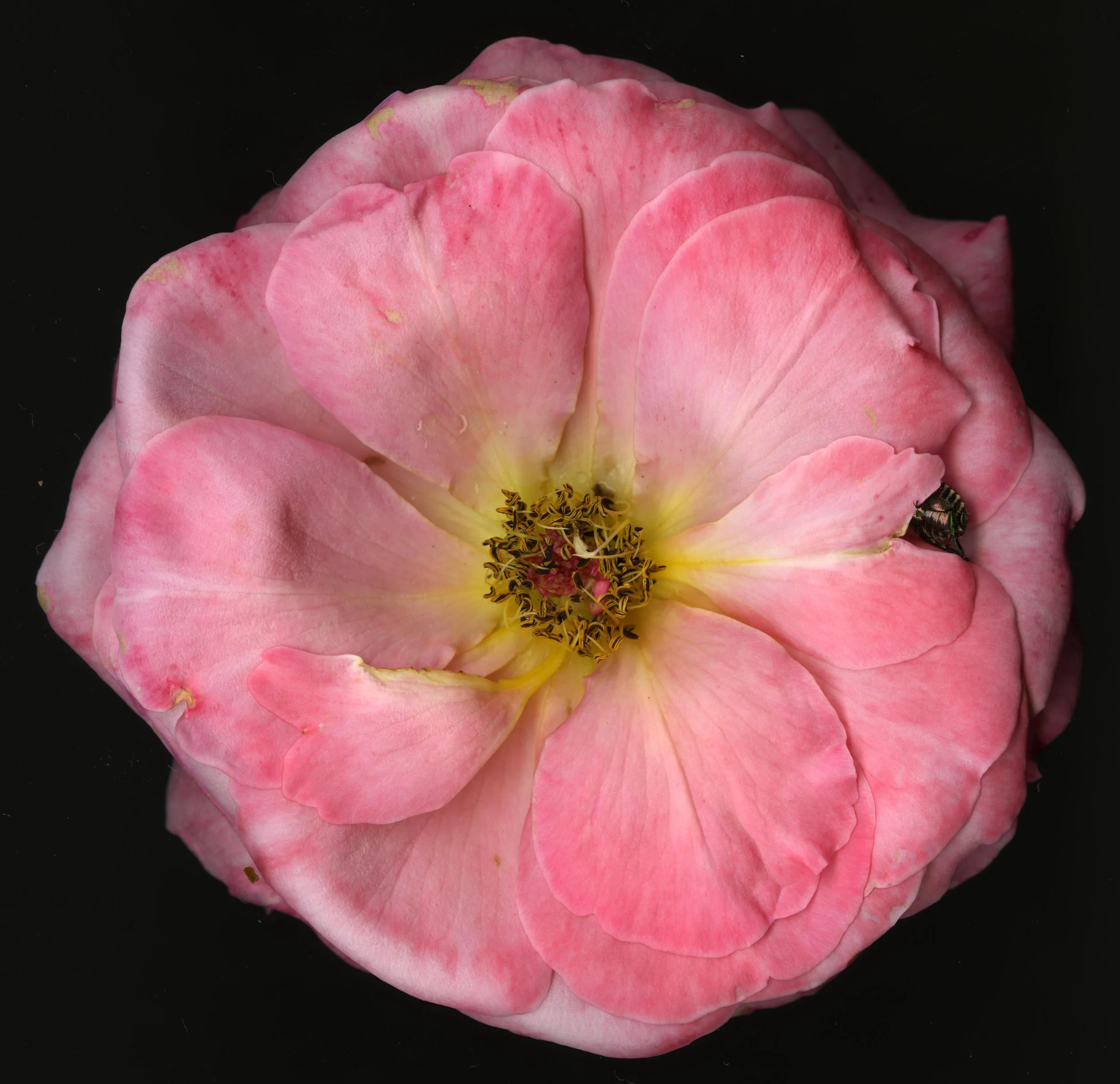BigPinkBloomera_1_401.jpg