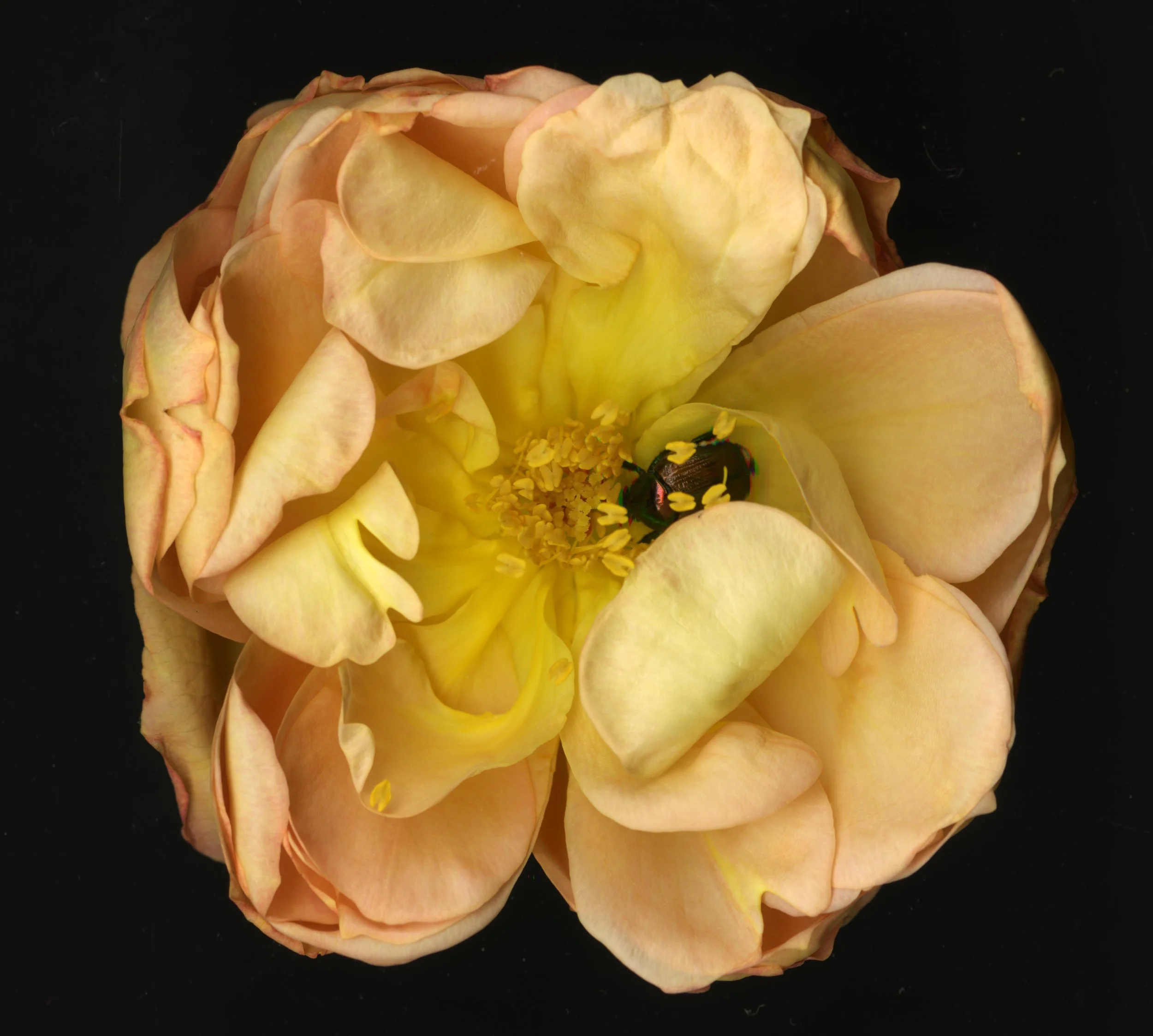 WhiteTanRoseBloomtah_1_387.jpg