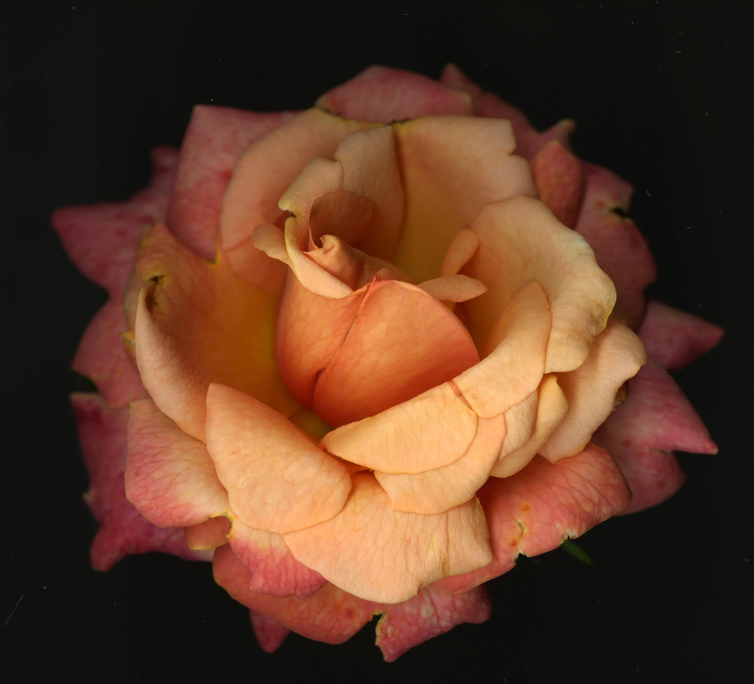BloomeraMango_rose_1_174.jpg