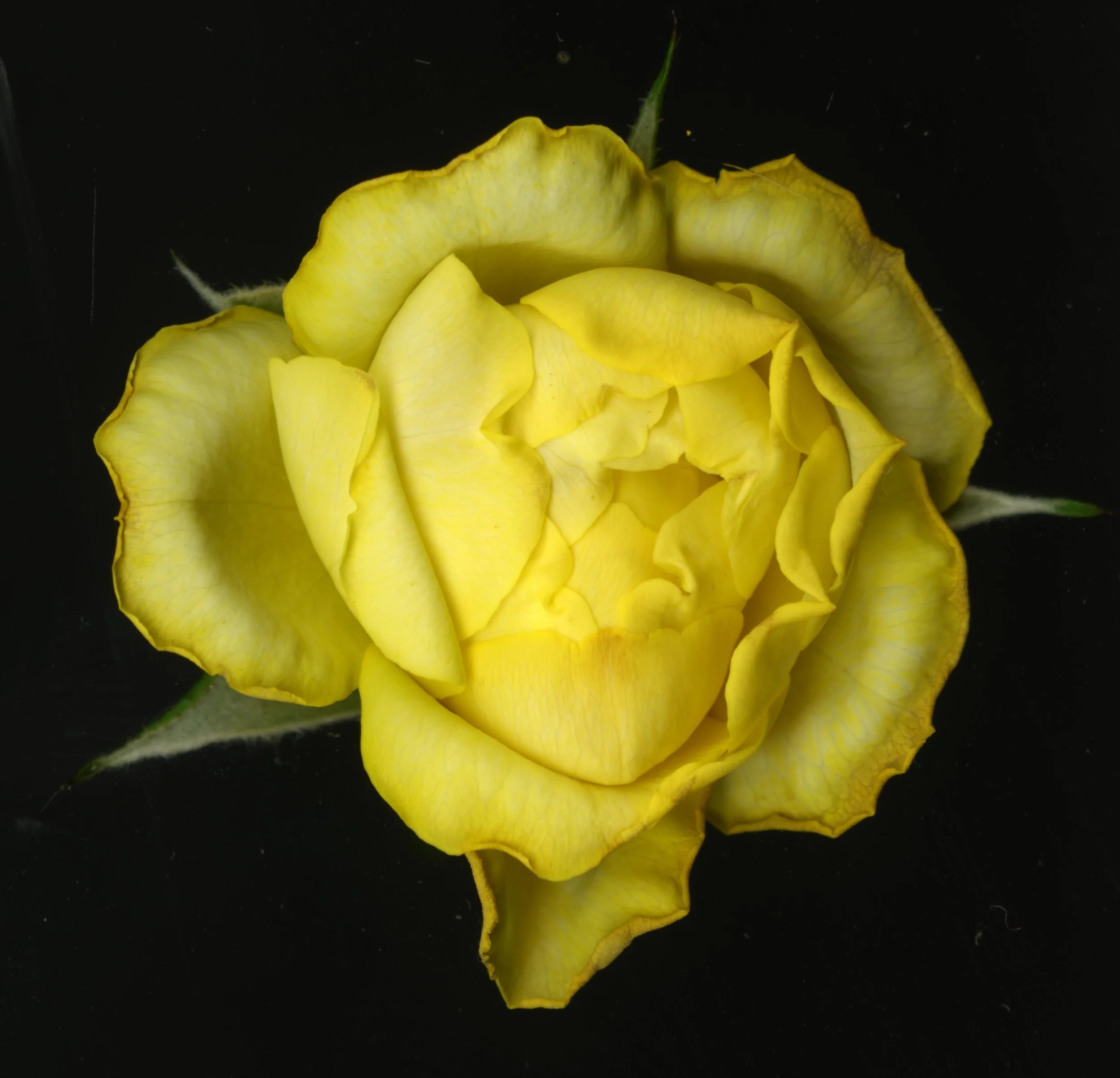 YellowRose_1_301.jpg
