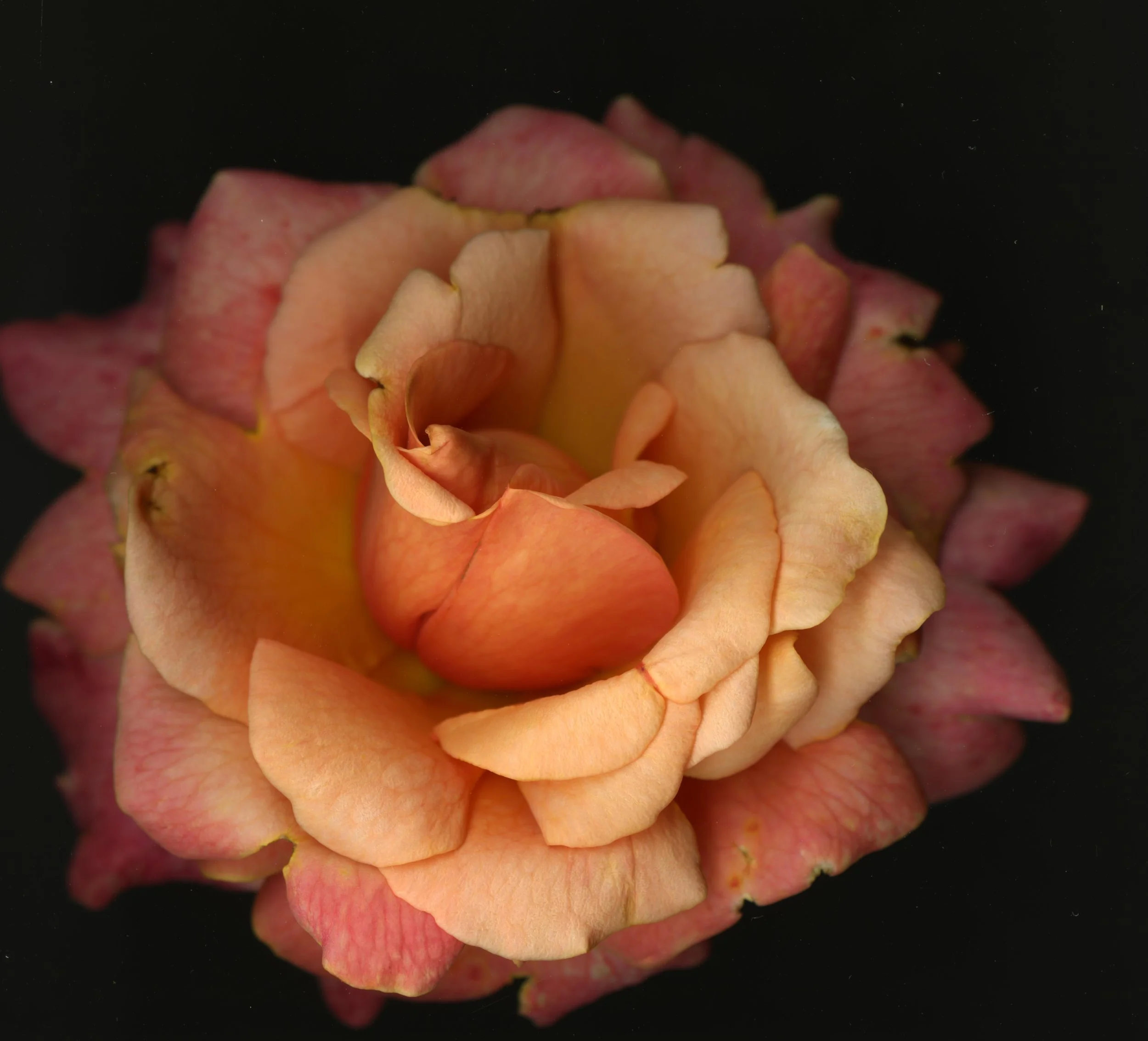 BloomeraMango_rose_1_170.jpg