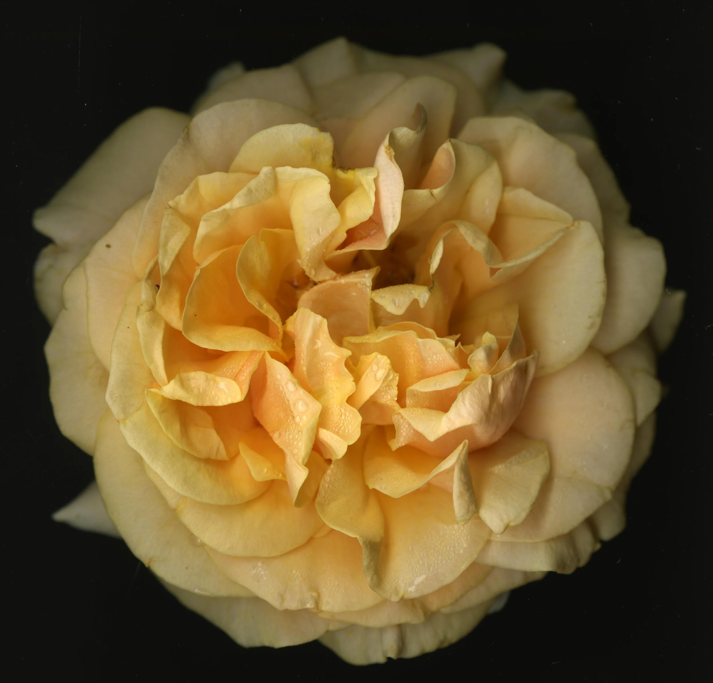 OrangeBloomRose_1_080.jpg