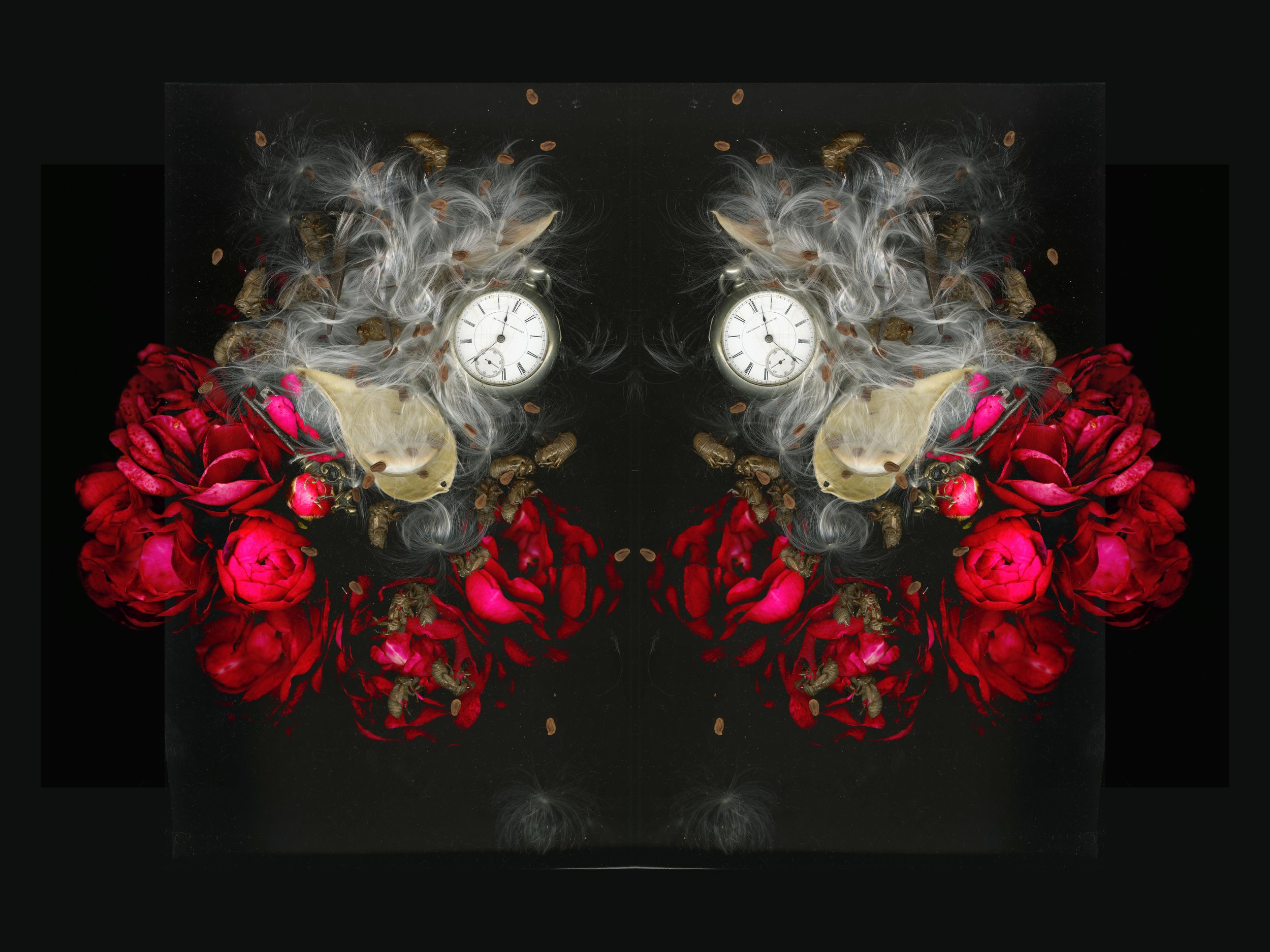 Redreosesbunch_1_718_Mirrored_Cool1_1_.jpg