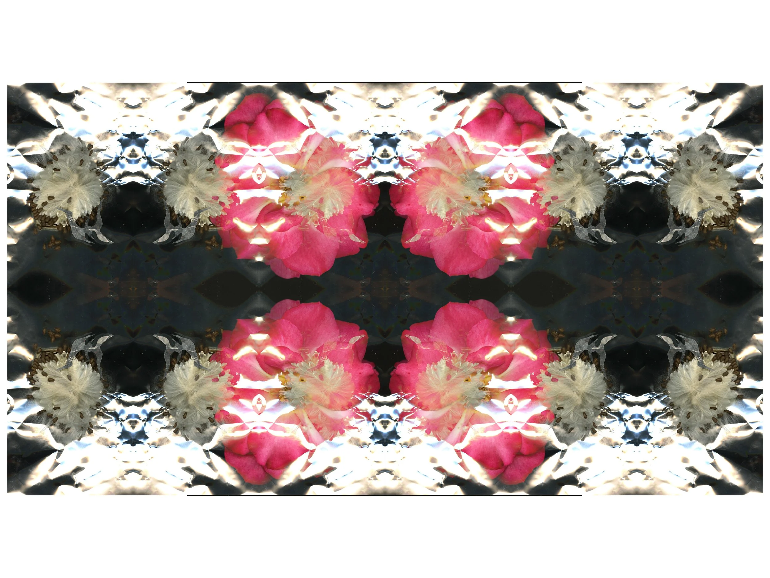 PinkRoseBloomtah_1_291_Mirrored_1_.jpg