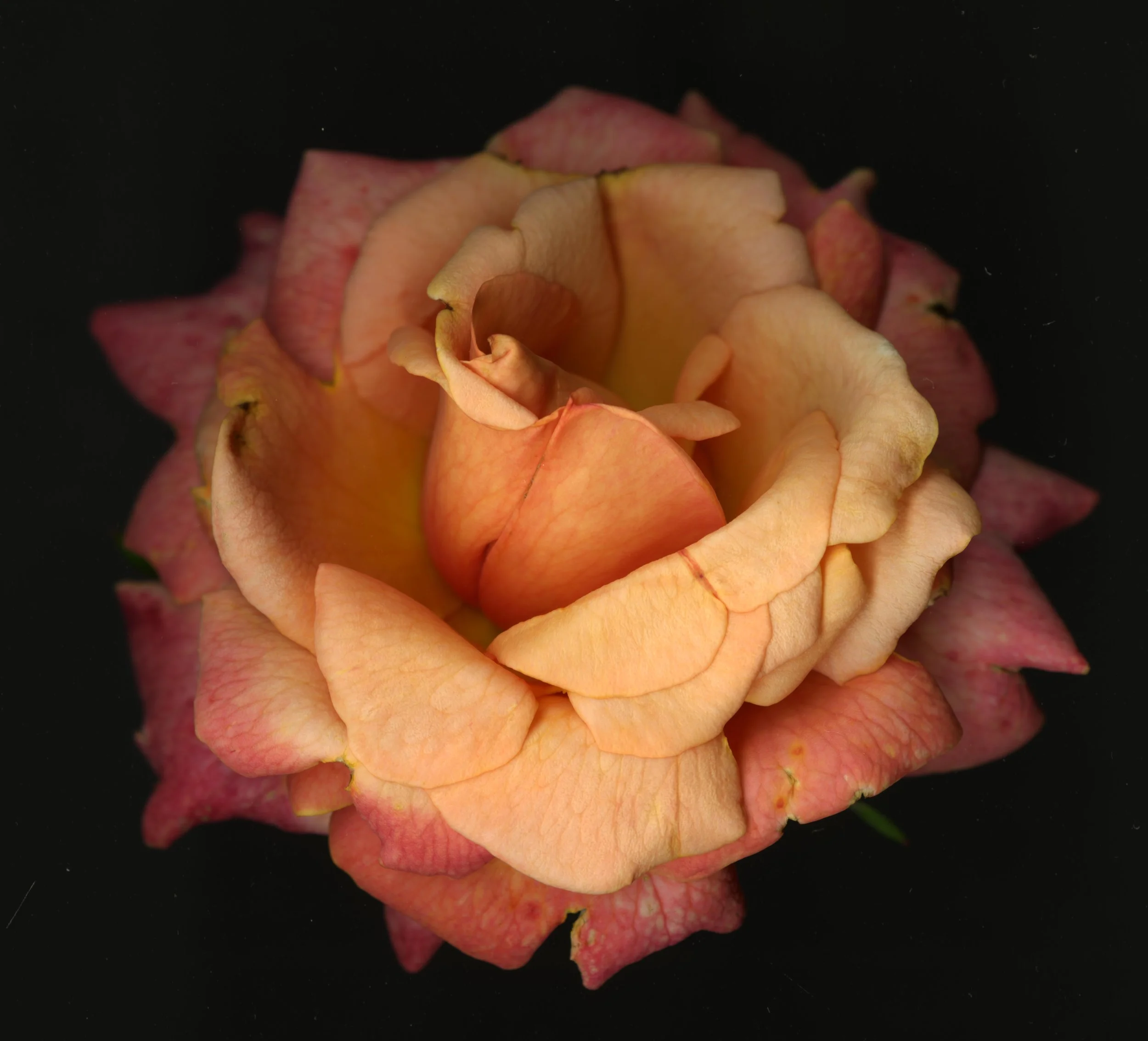 BloomeraMango_rose_1_175.jpg