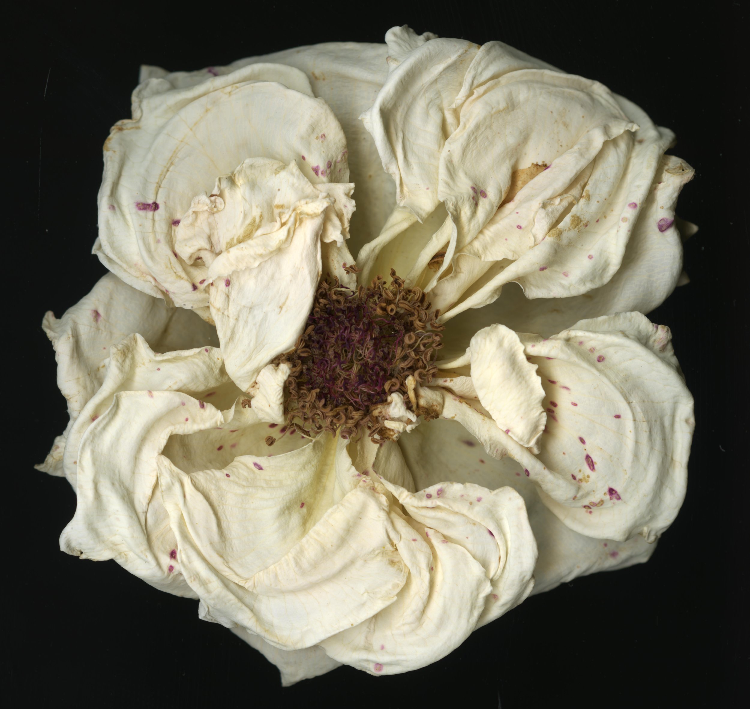 DriedBloom_Whiterose_D1_968.jpg