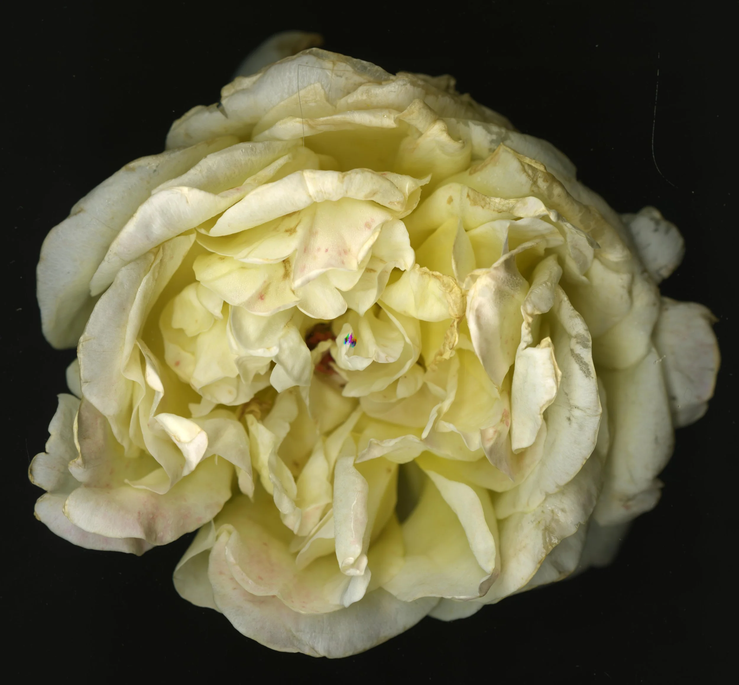 WhiteTanRoseBloomtah_1_340.jpg