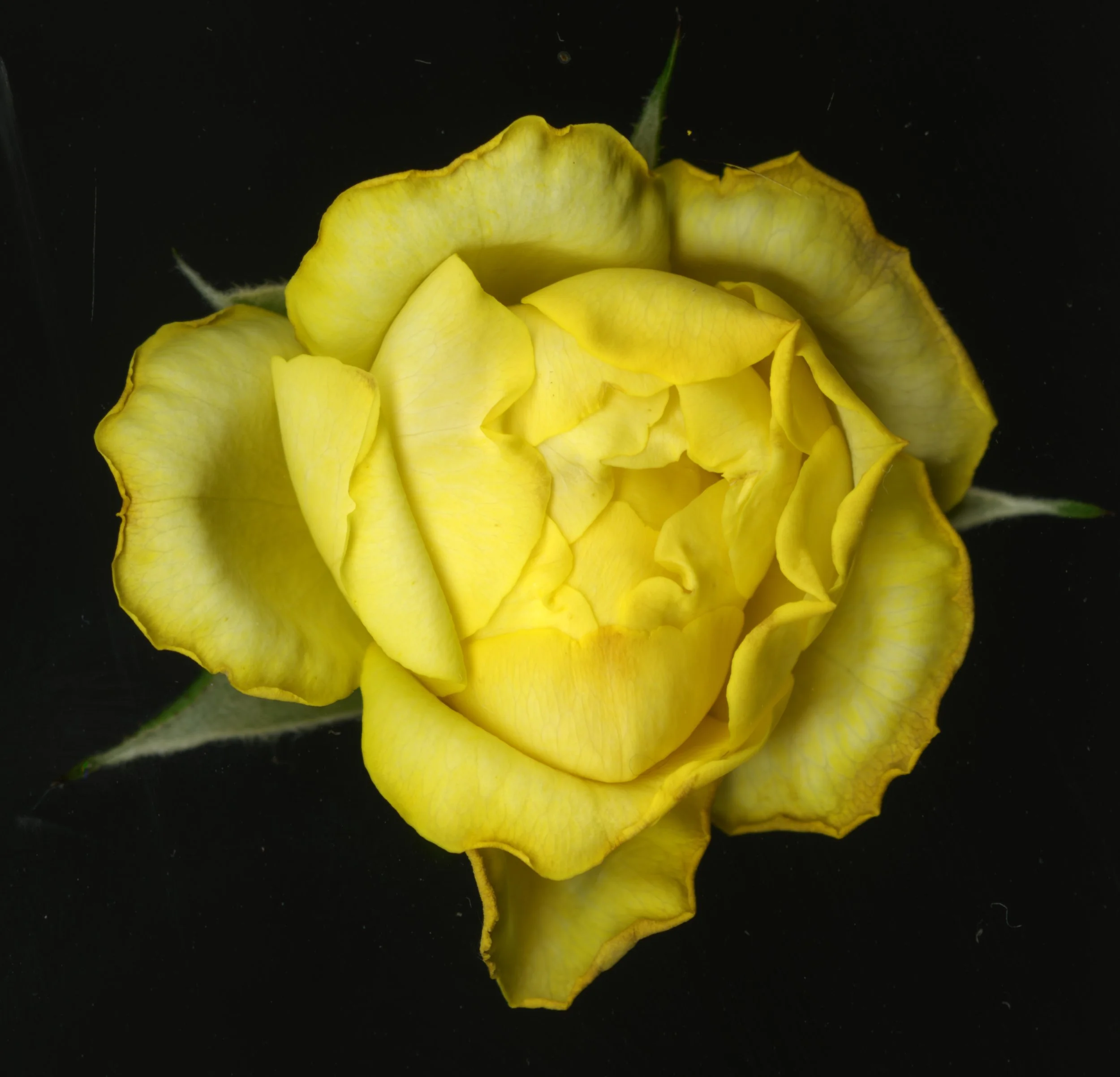 YellowRose_1_300.jpg