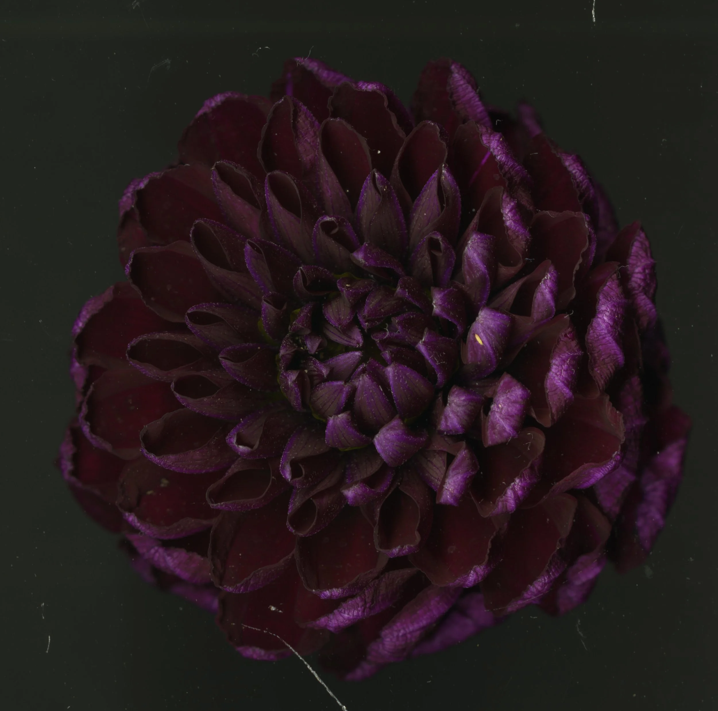 Bug On LeAF_1_926.jpg