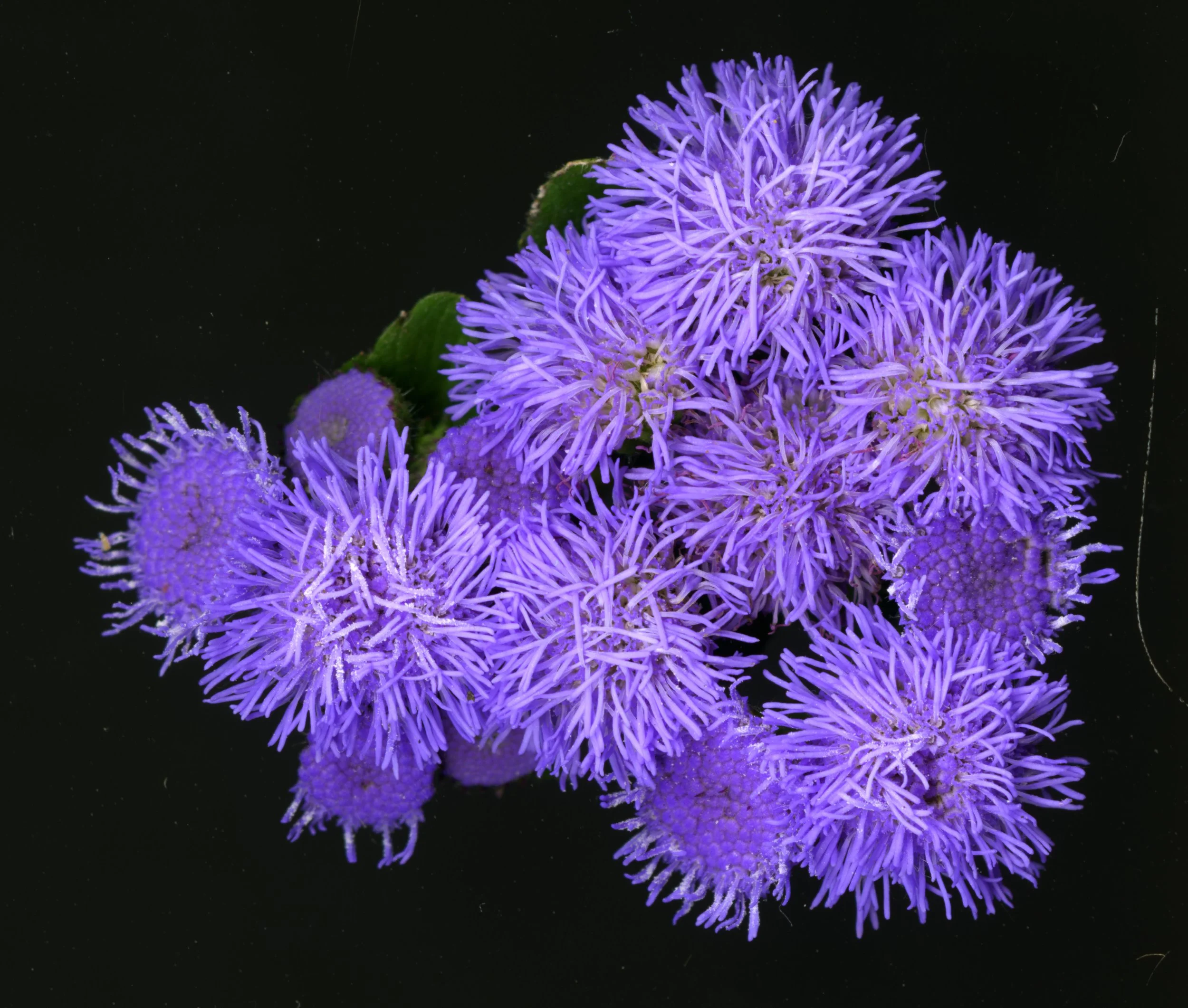 PurpleFuzzys_Bloom_1_699.jpg