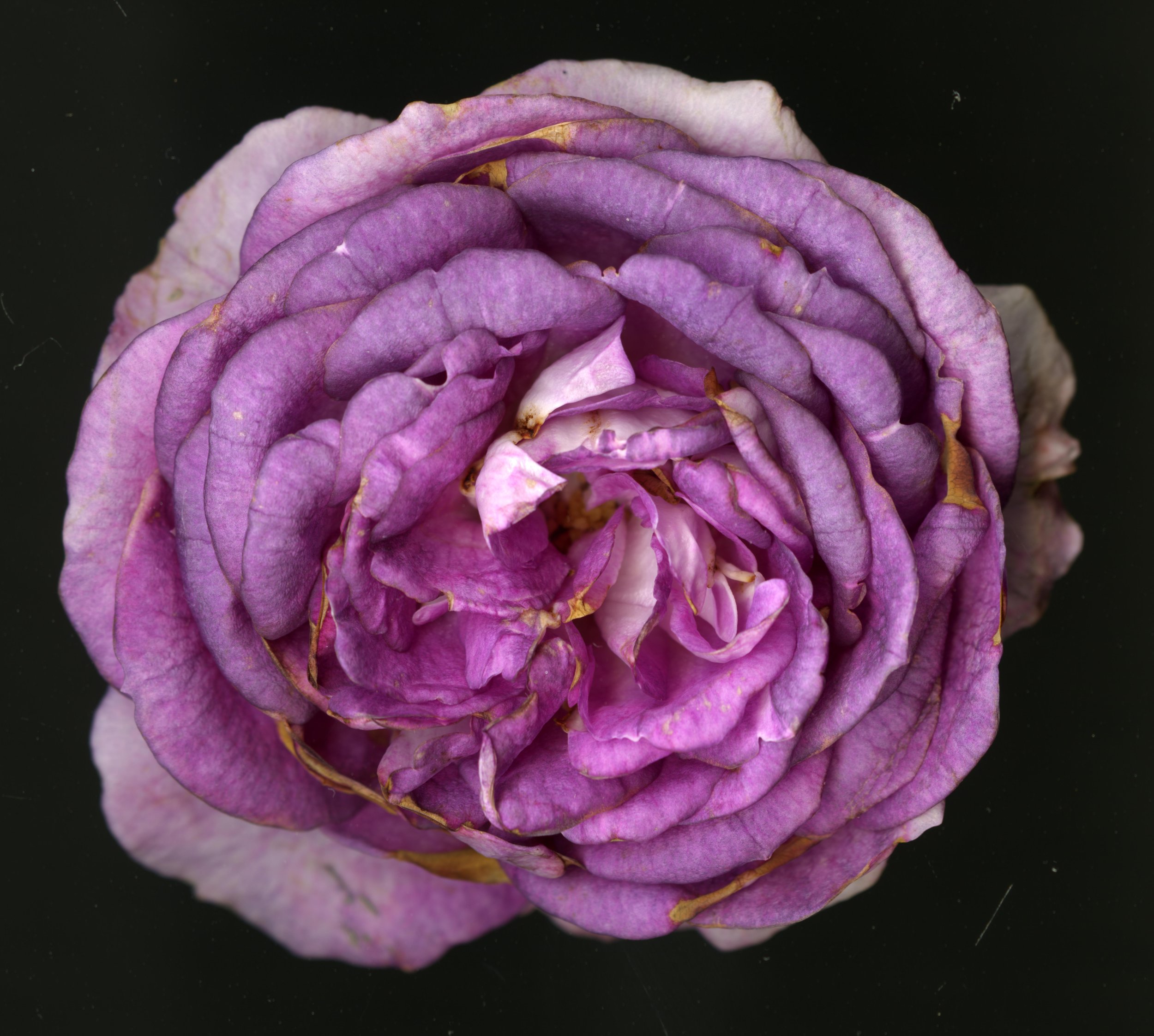 WhiteTanRoseBloomtah_1_408.jpg