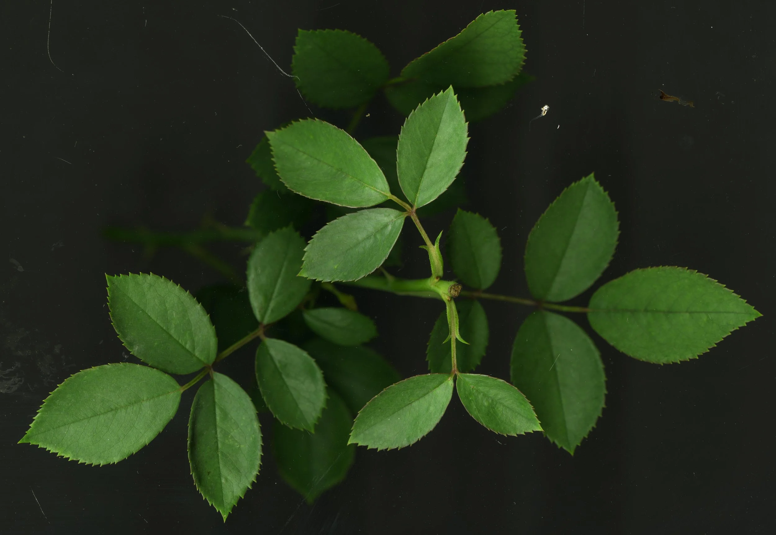 RodeLeaves_1_502.jpg
