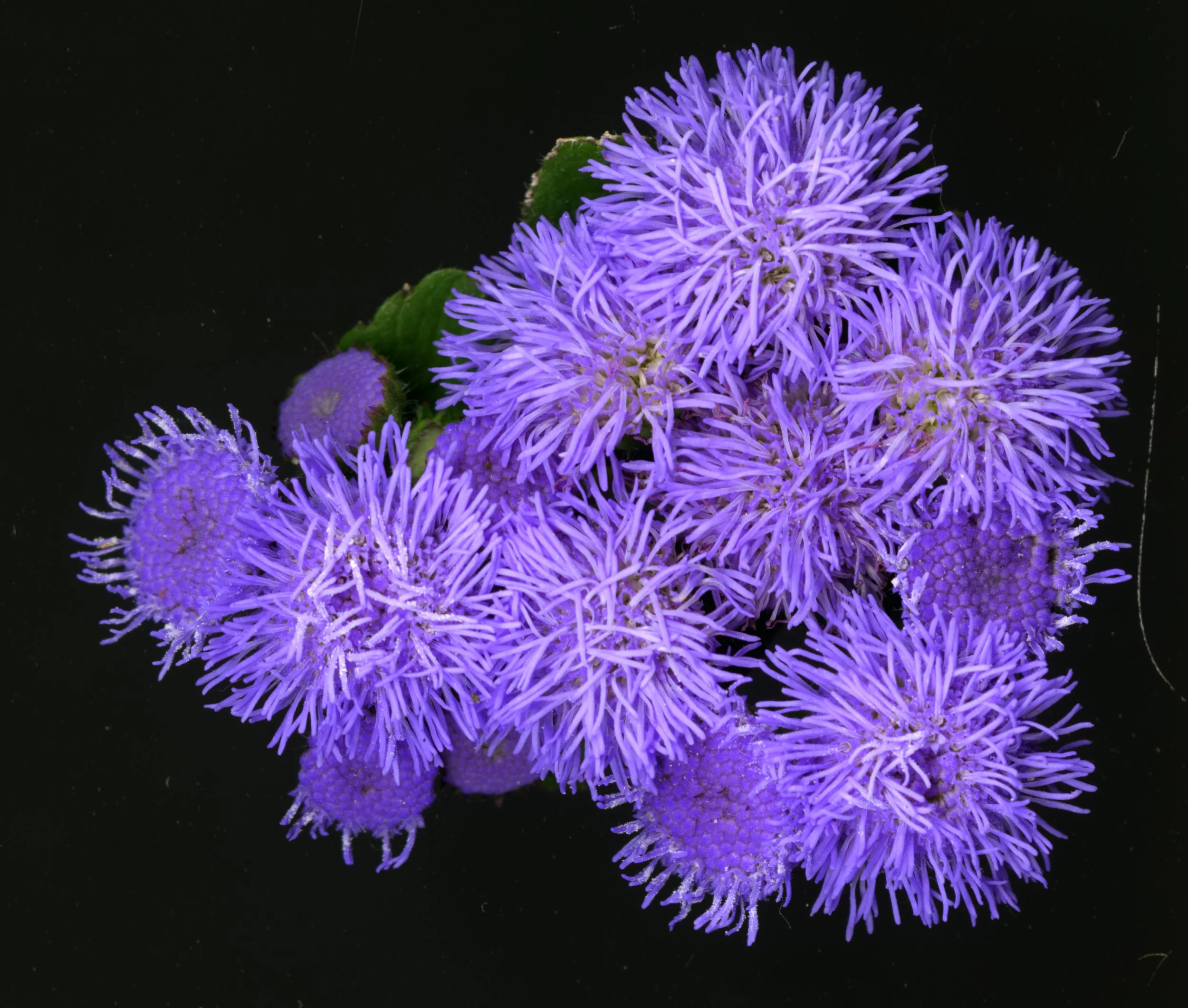 PurpleFuzzys_Bloom_1_695.jpg