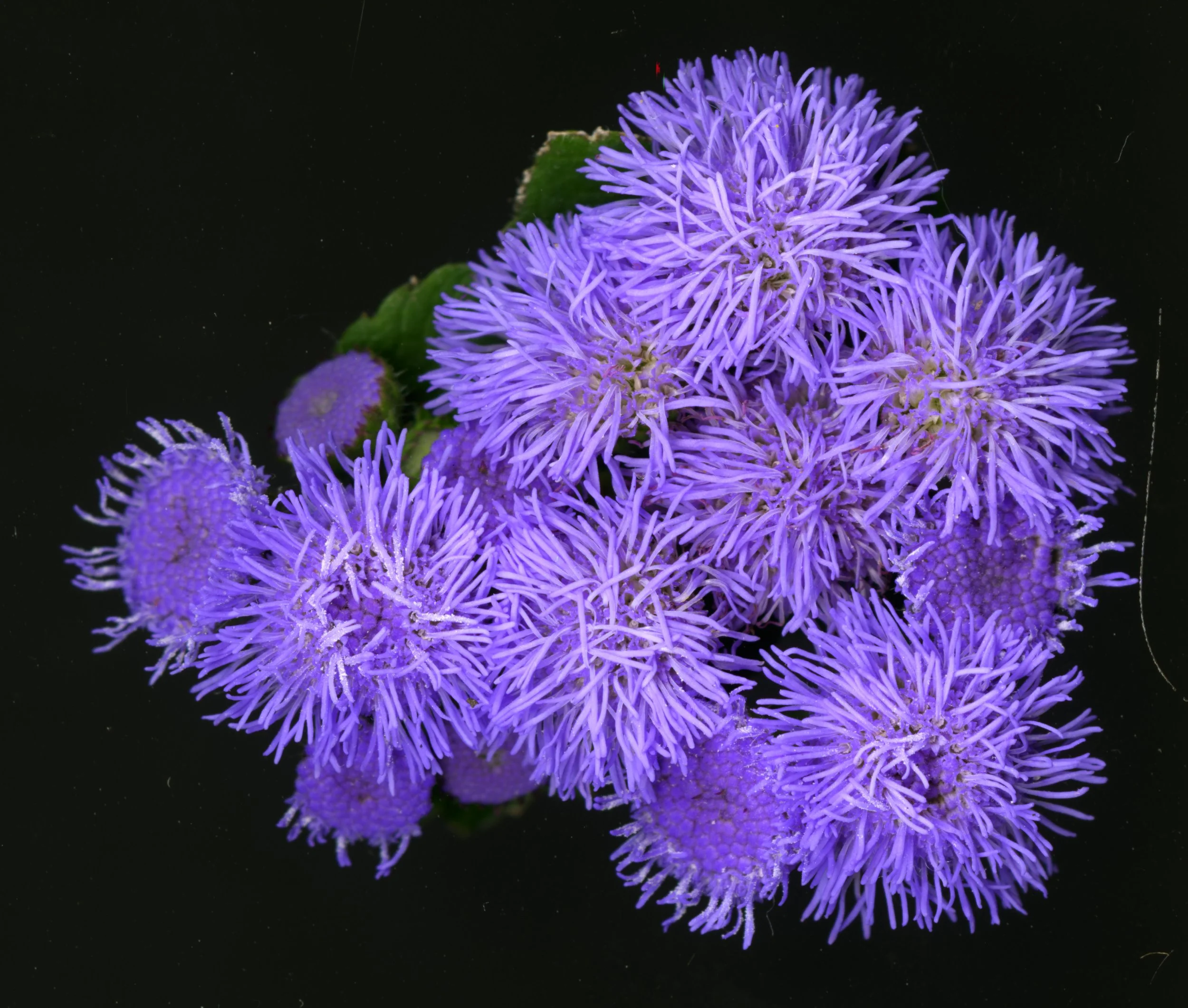 PurpleFuzzys_Bloom_1_689.jpg