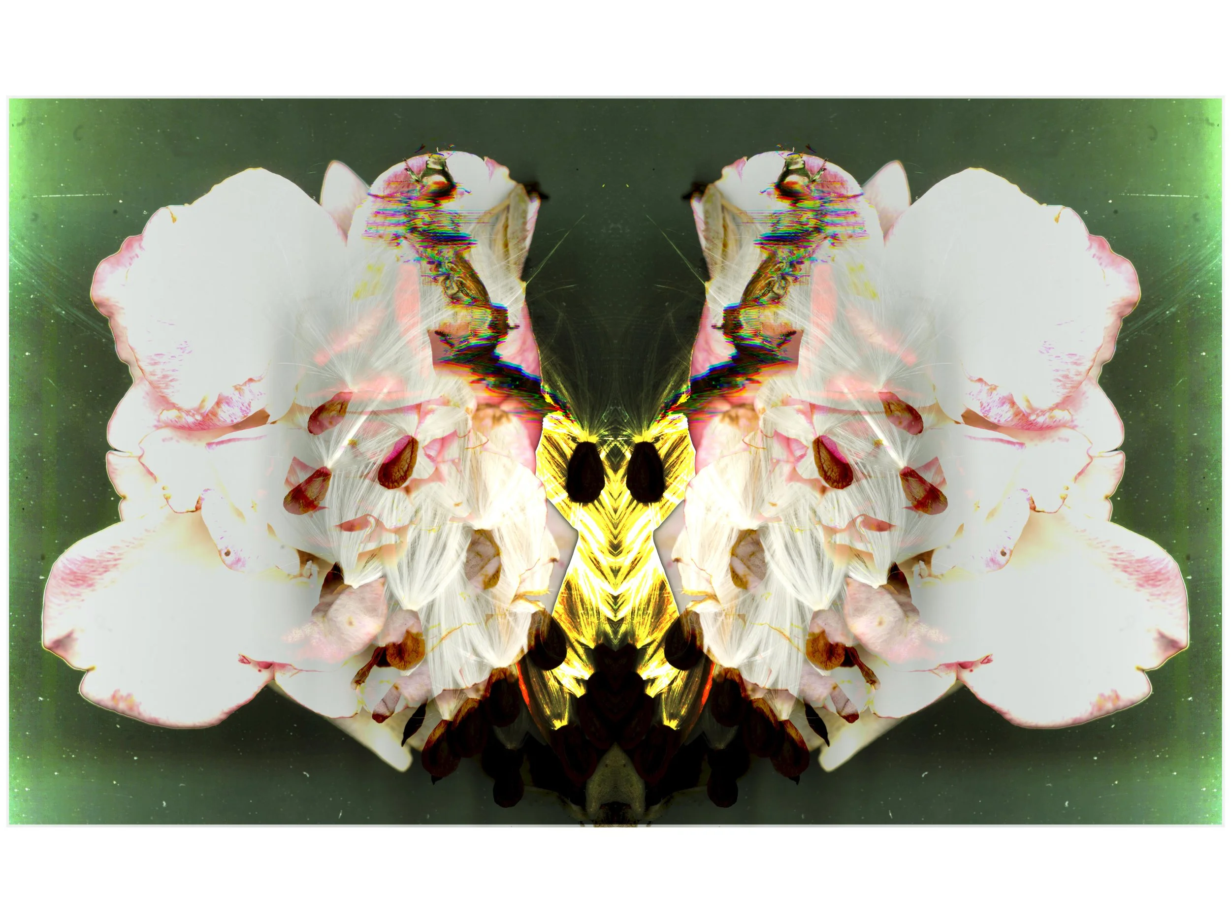 BloomBugy_11_044_Mirrored_2_YeahYeah_.jpg