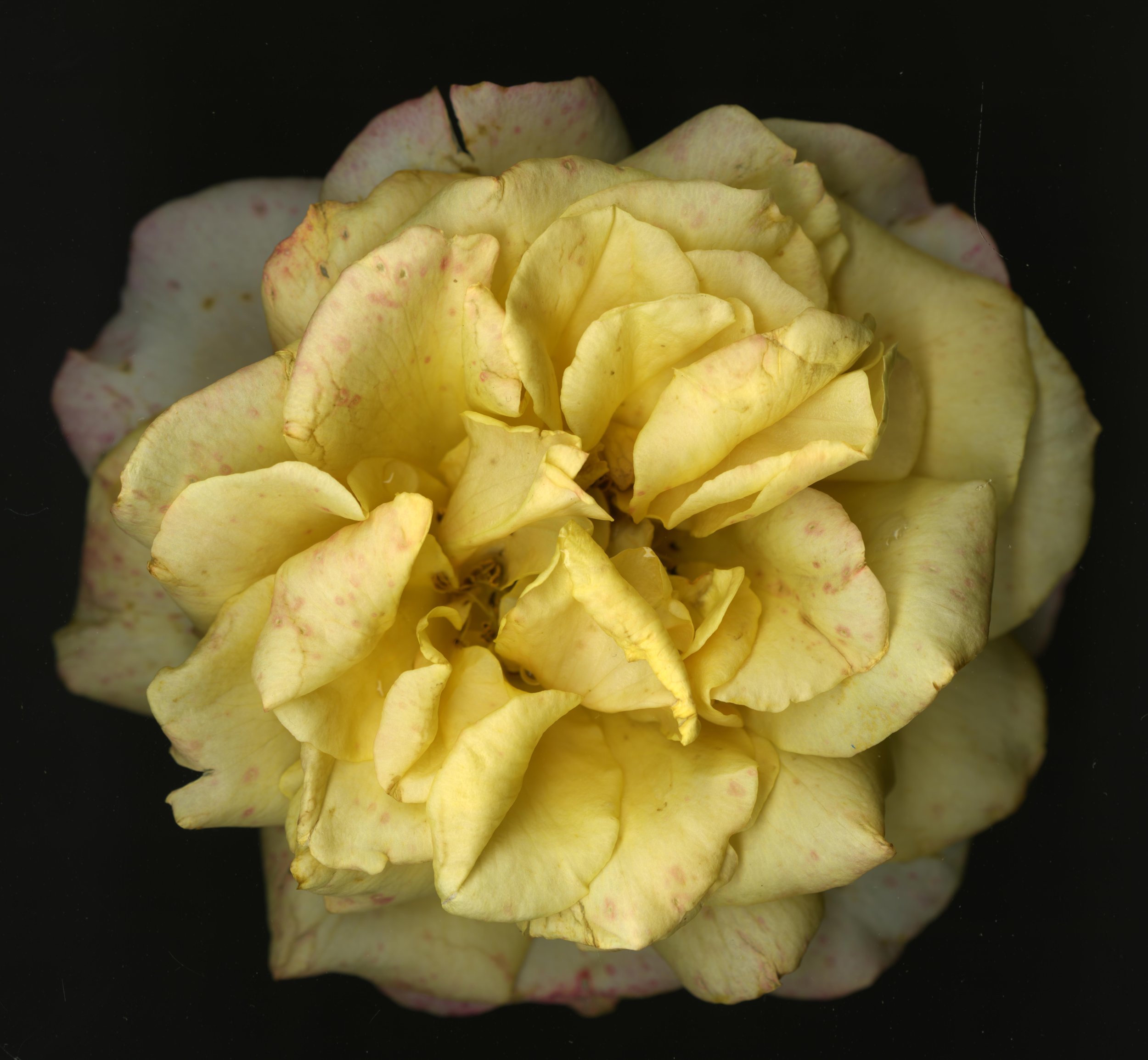 WhiteTanRoseBloomtah_1_397.jpg