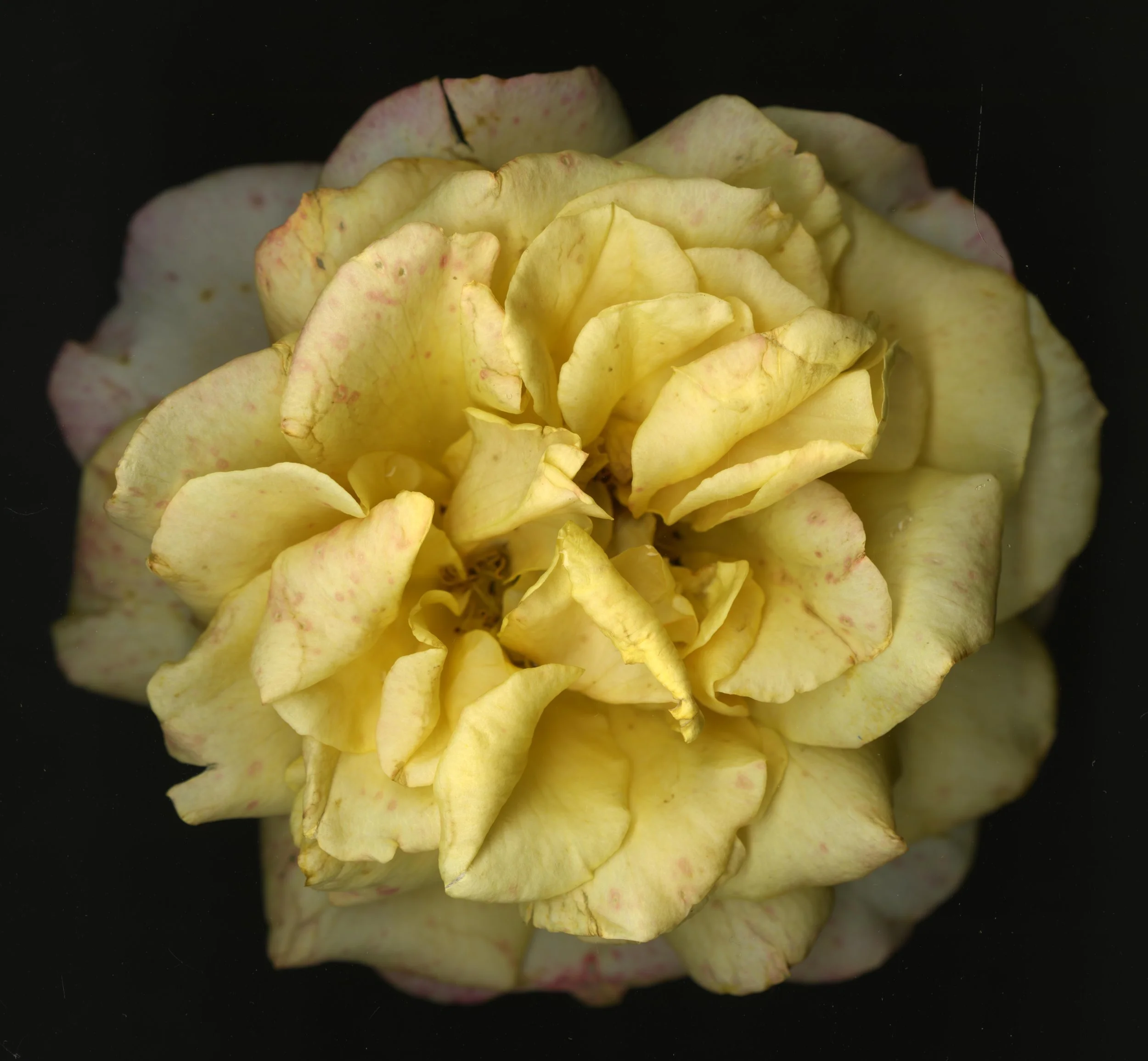 WhiteTanRoseBloomtah_1_394.jpg