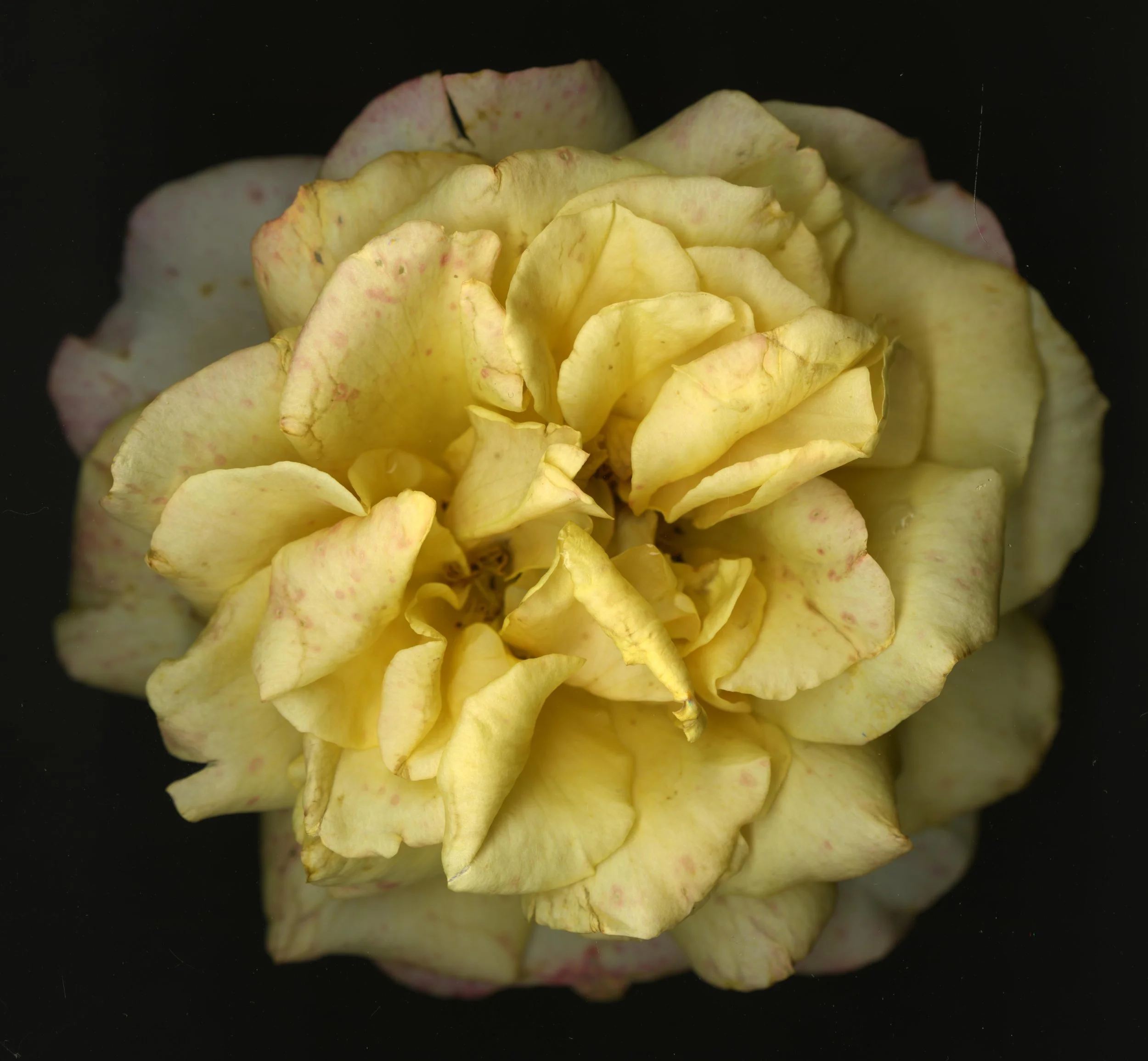 WhiteTanRoseBloomtah_1_391.jpg