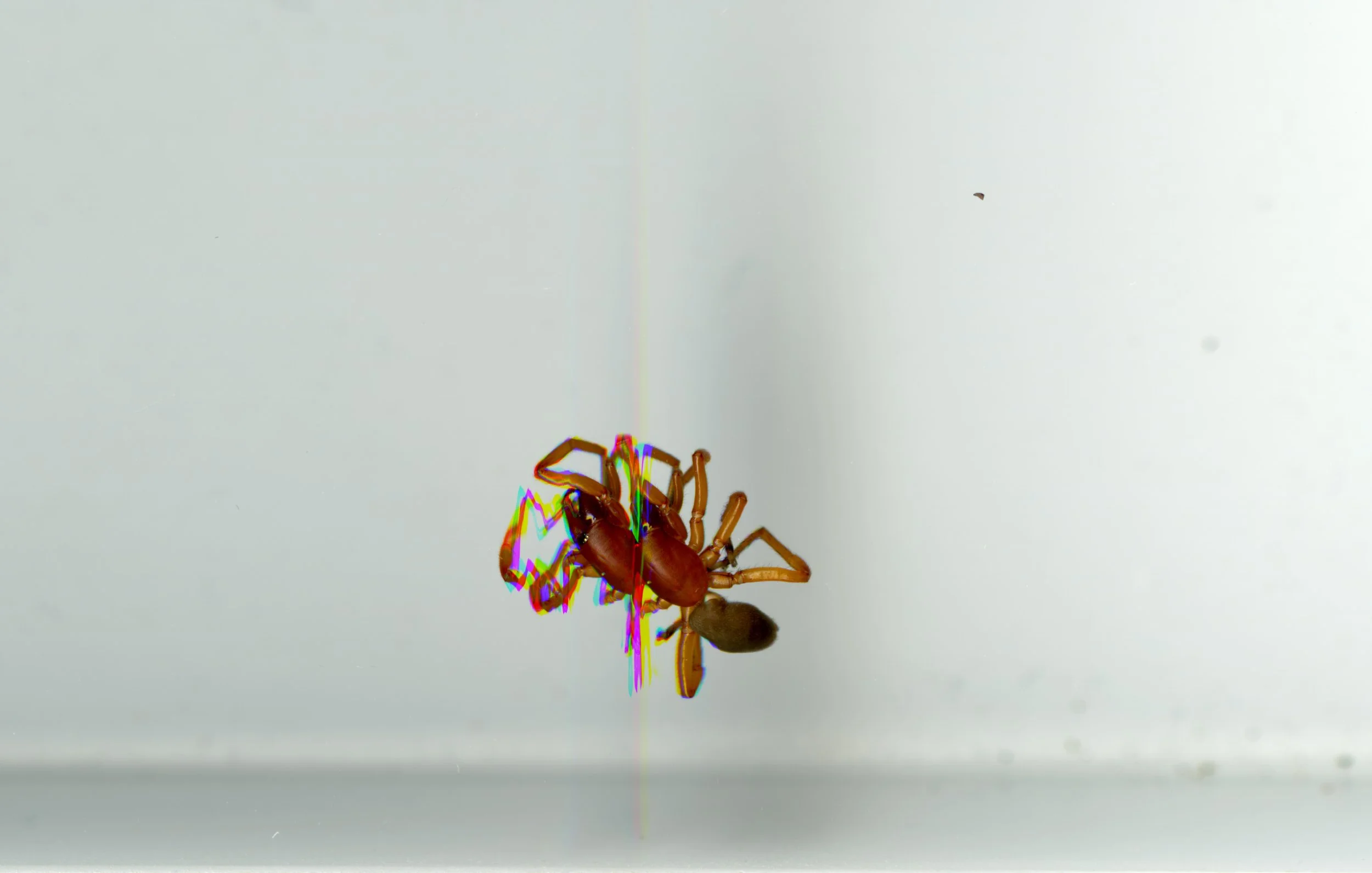 Spider_1_922.jpg