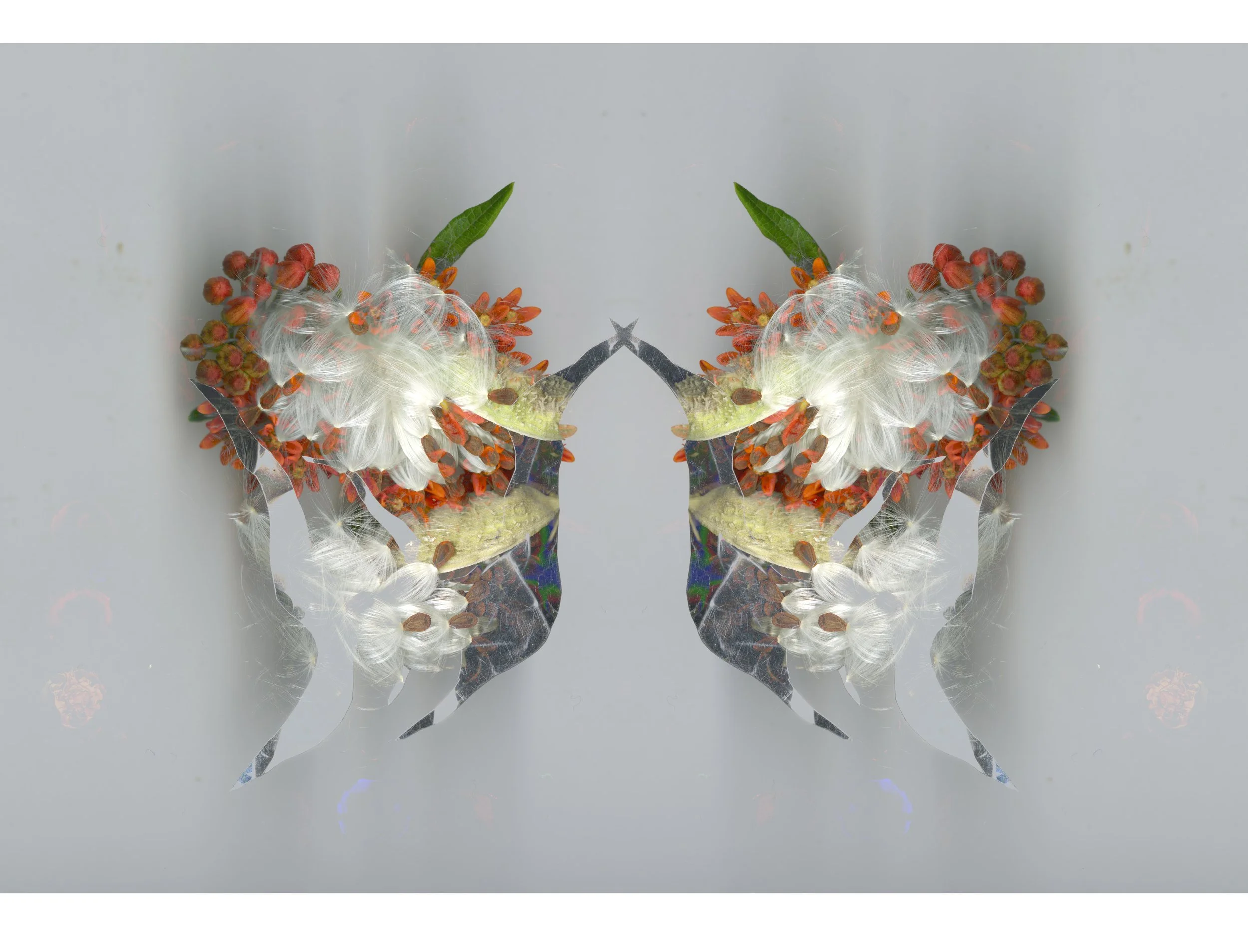 Milkweed SPread_1_350_Mirrored_1_.jpg