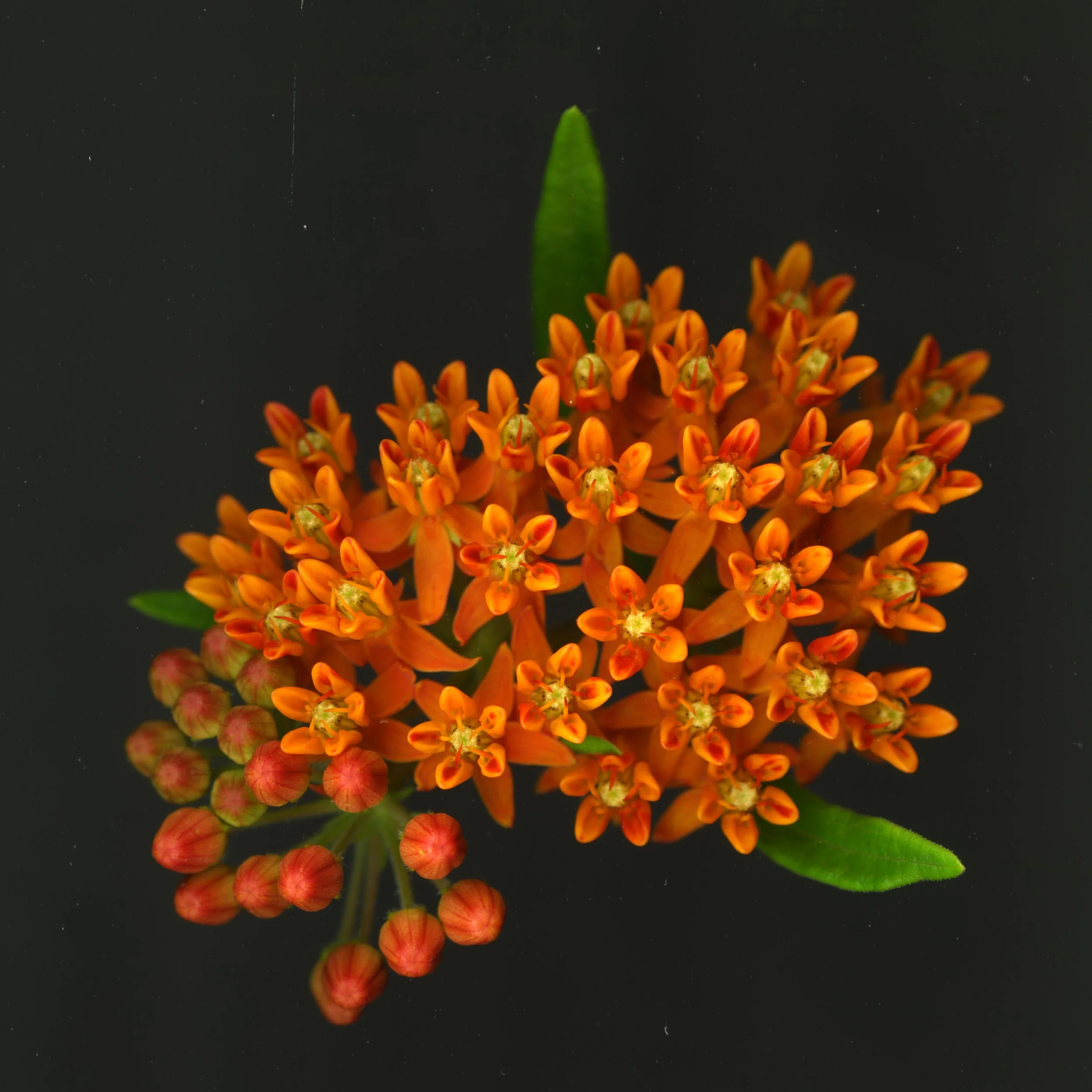 OrangeMillkweed_1_897.jpg
