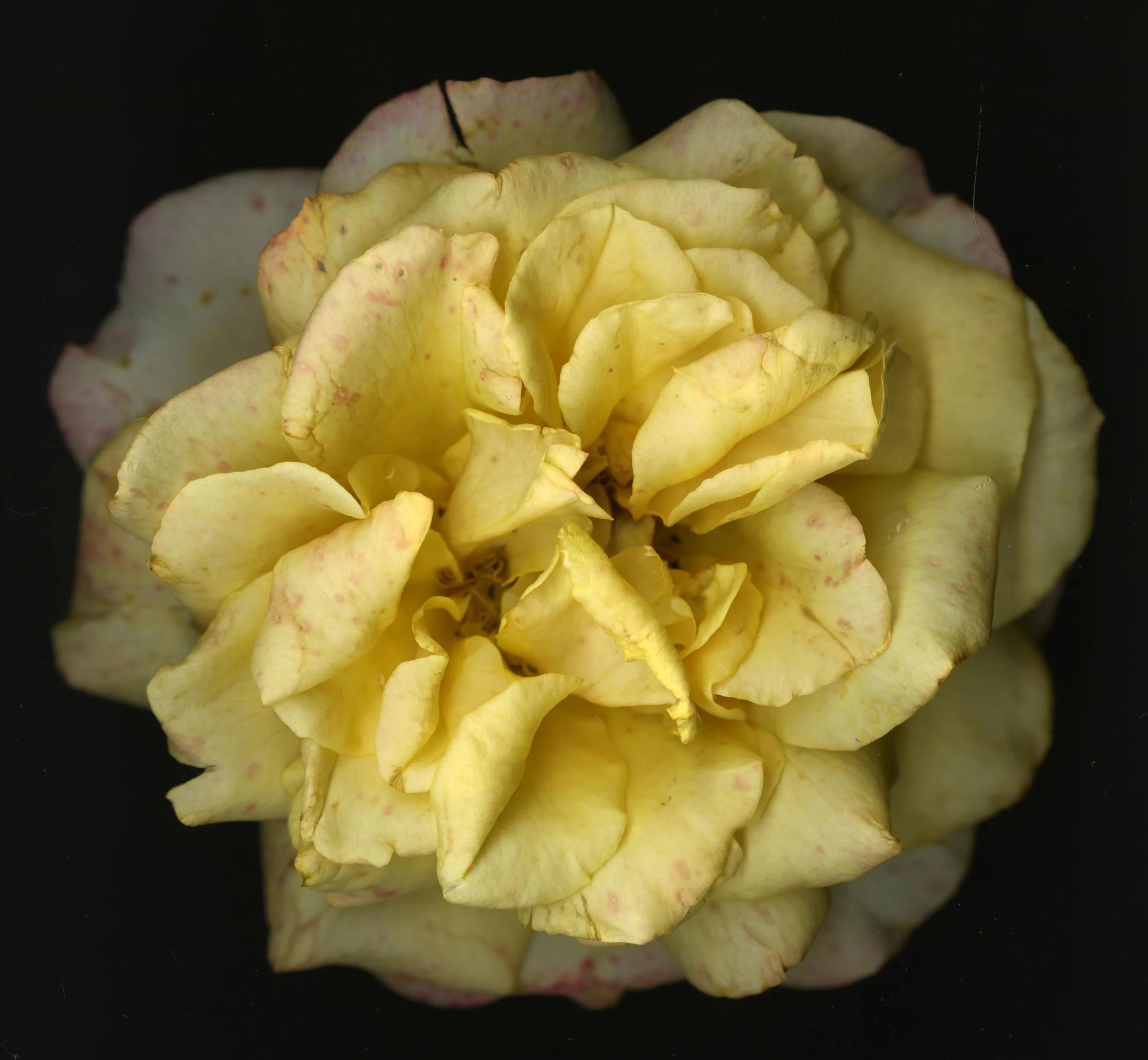 WhiteTanRoseBloomtah_1_395.jpg