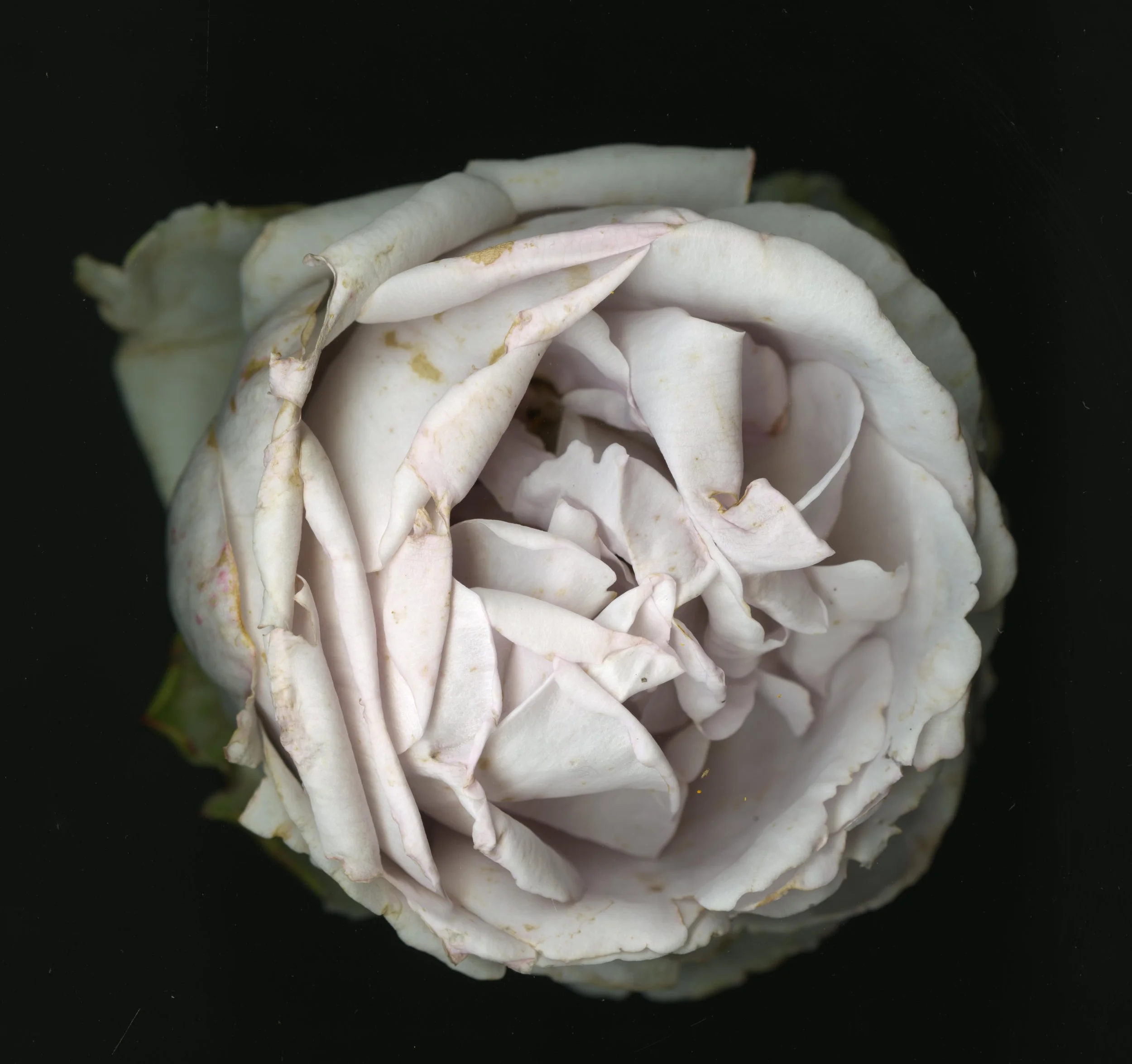 WhiteTanRoseBloomtah_1_361.jpg