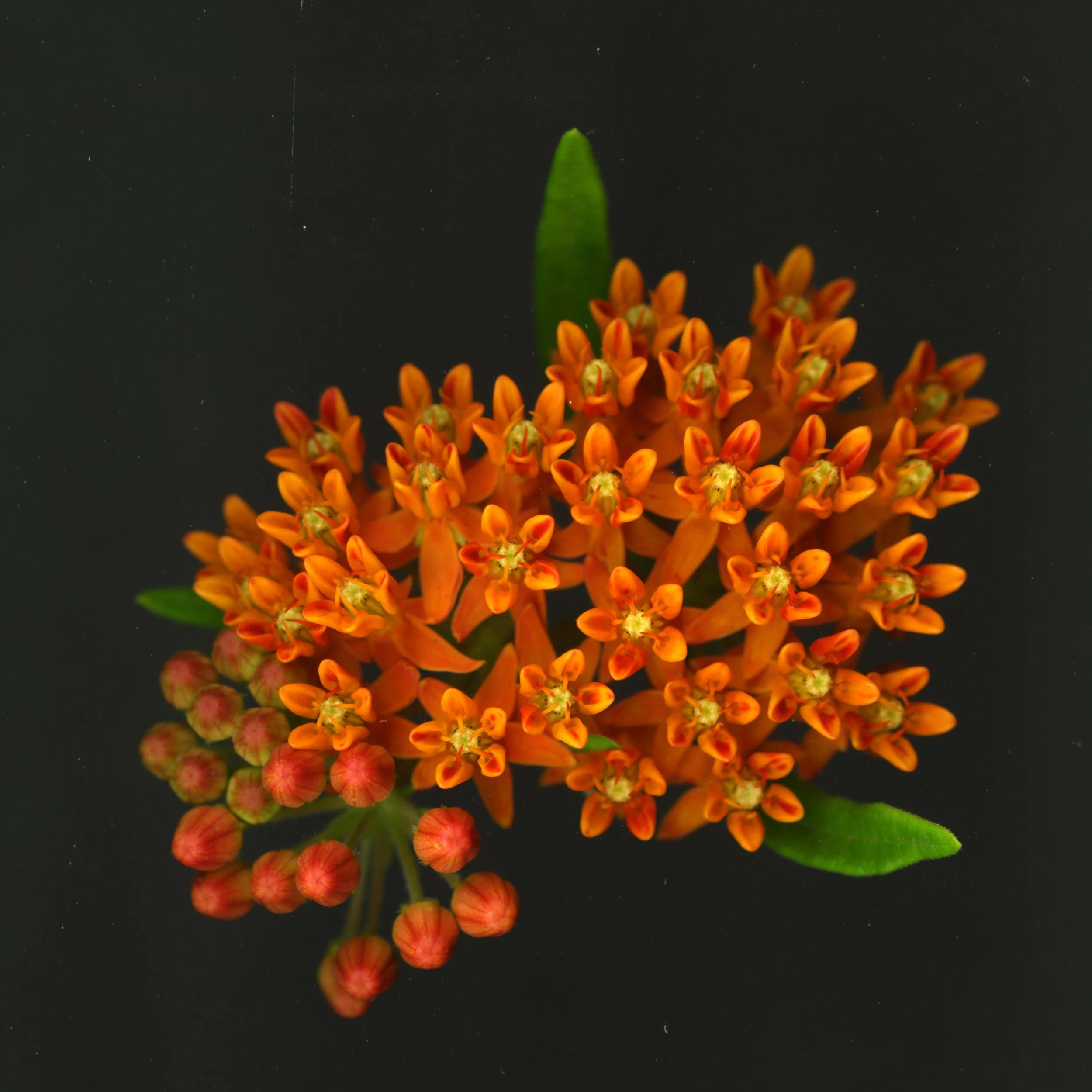 OrangeMillkweed_1_898.jpg