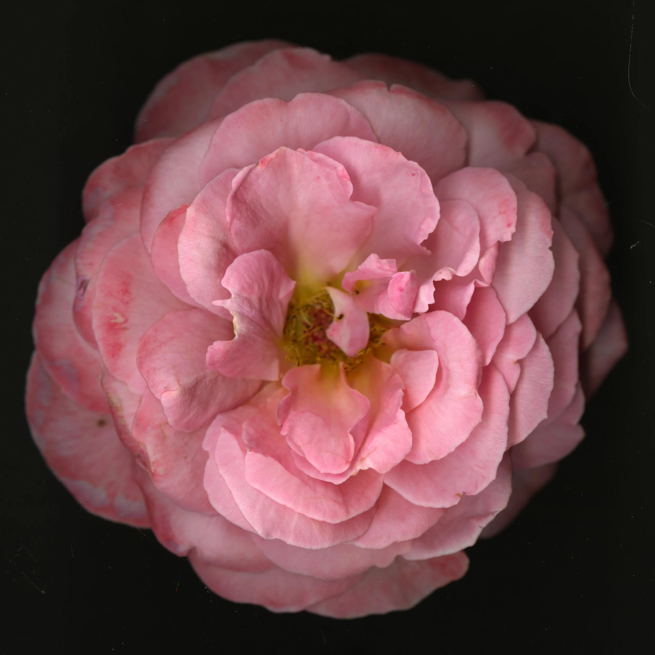 PinkaRosebloomtah_1_251.jpg