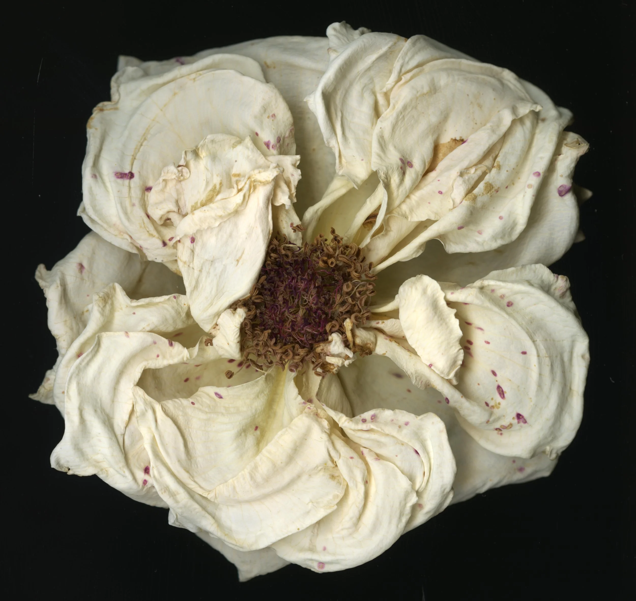 DriedBloom_Whiterose_D1_967.jpg