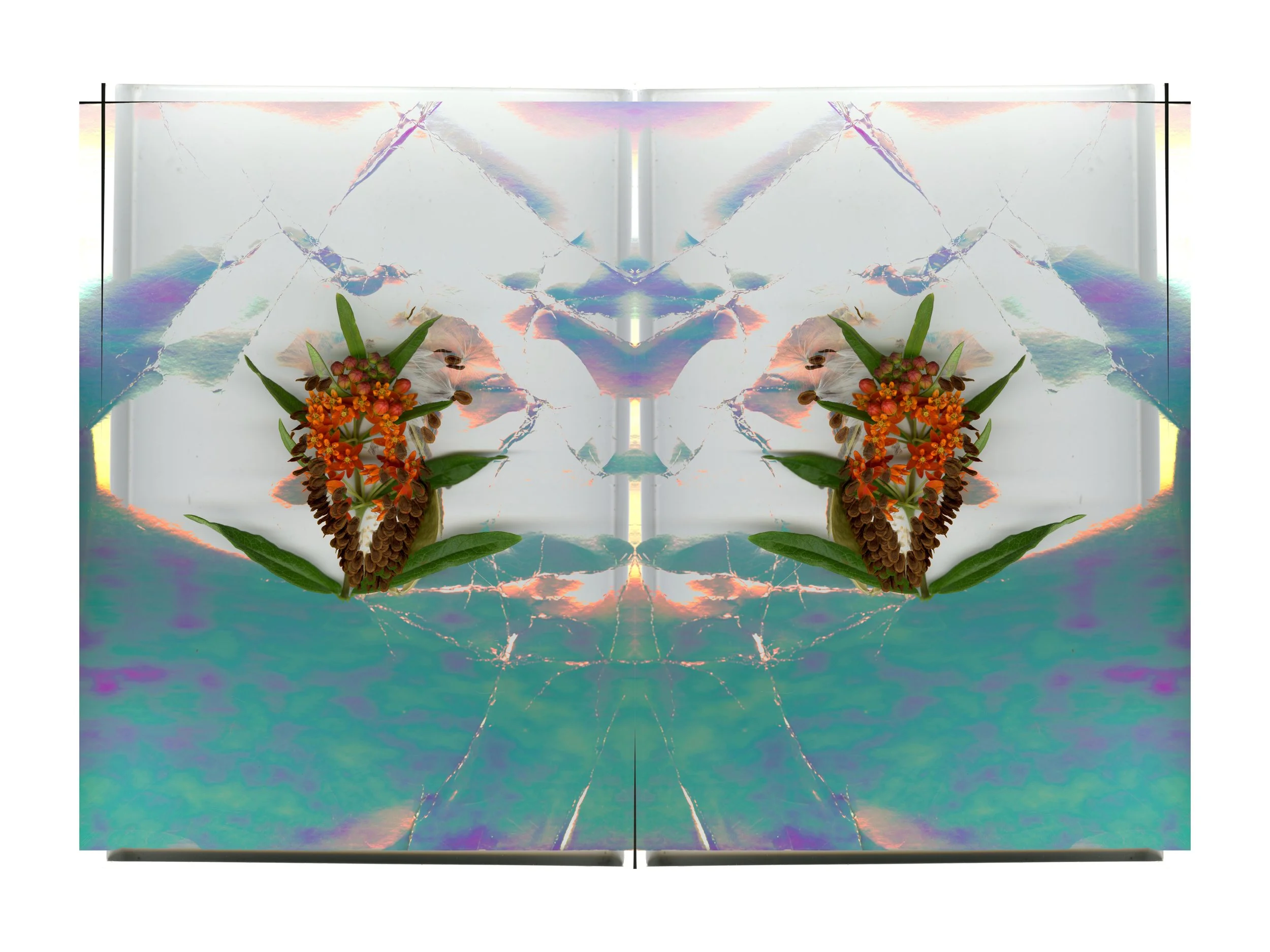 MilkWeed_1_674_Mirrored_Mixed_3_.jpg