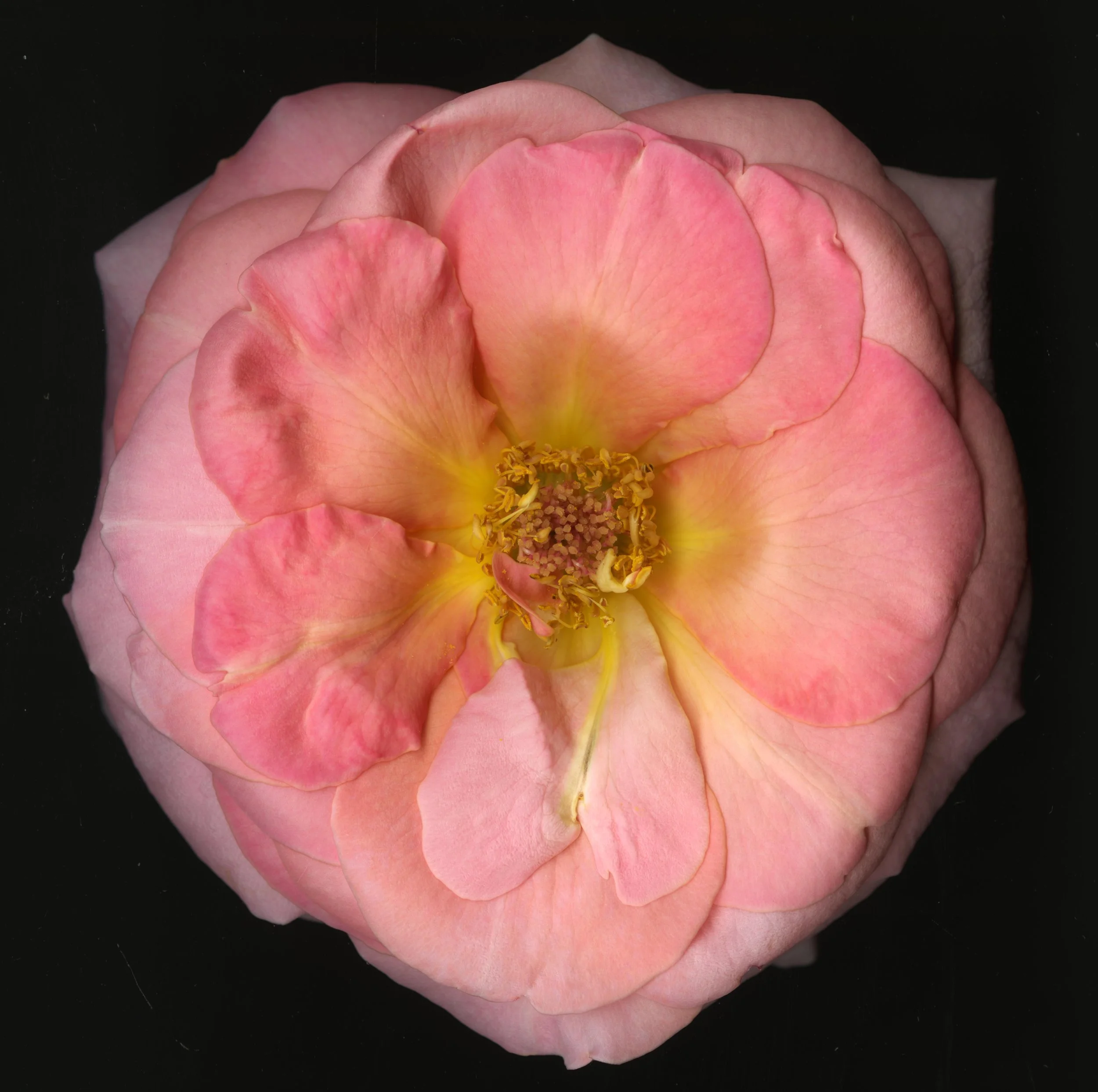 BigInkRose_1_760.jpg