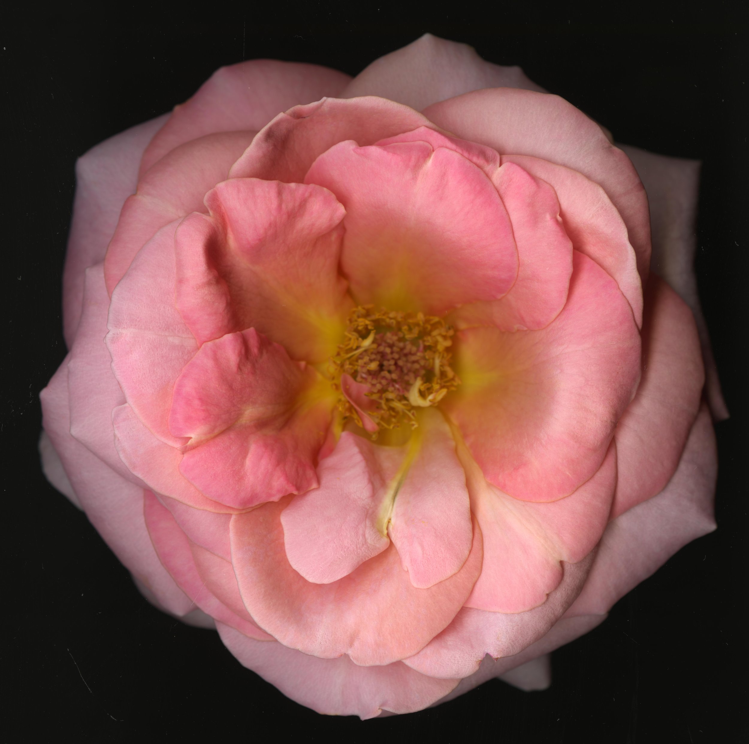 BigInkRose_1_758.jpg