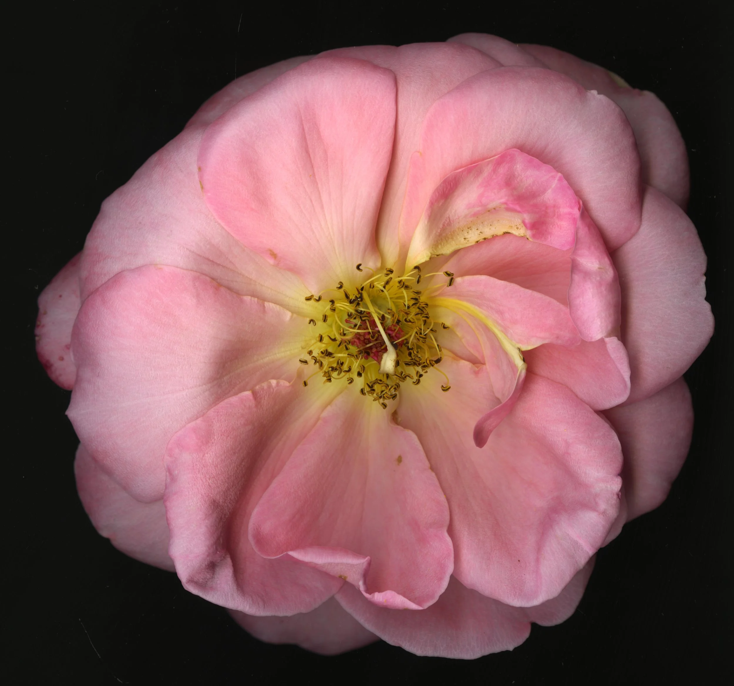 PinkBloomera_1_375.jpg