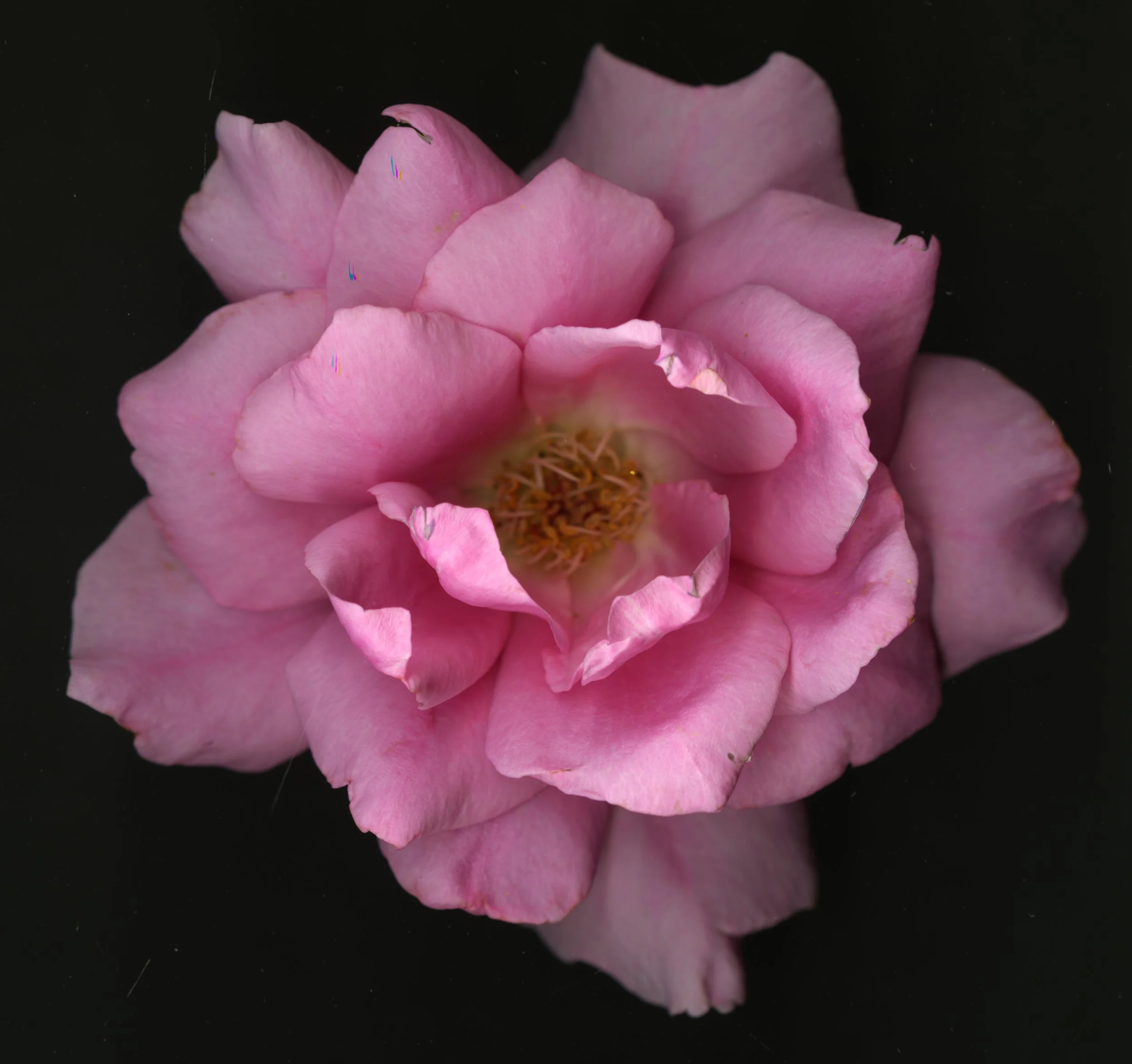 PinkBloomRose_1_086.jpg