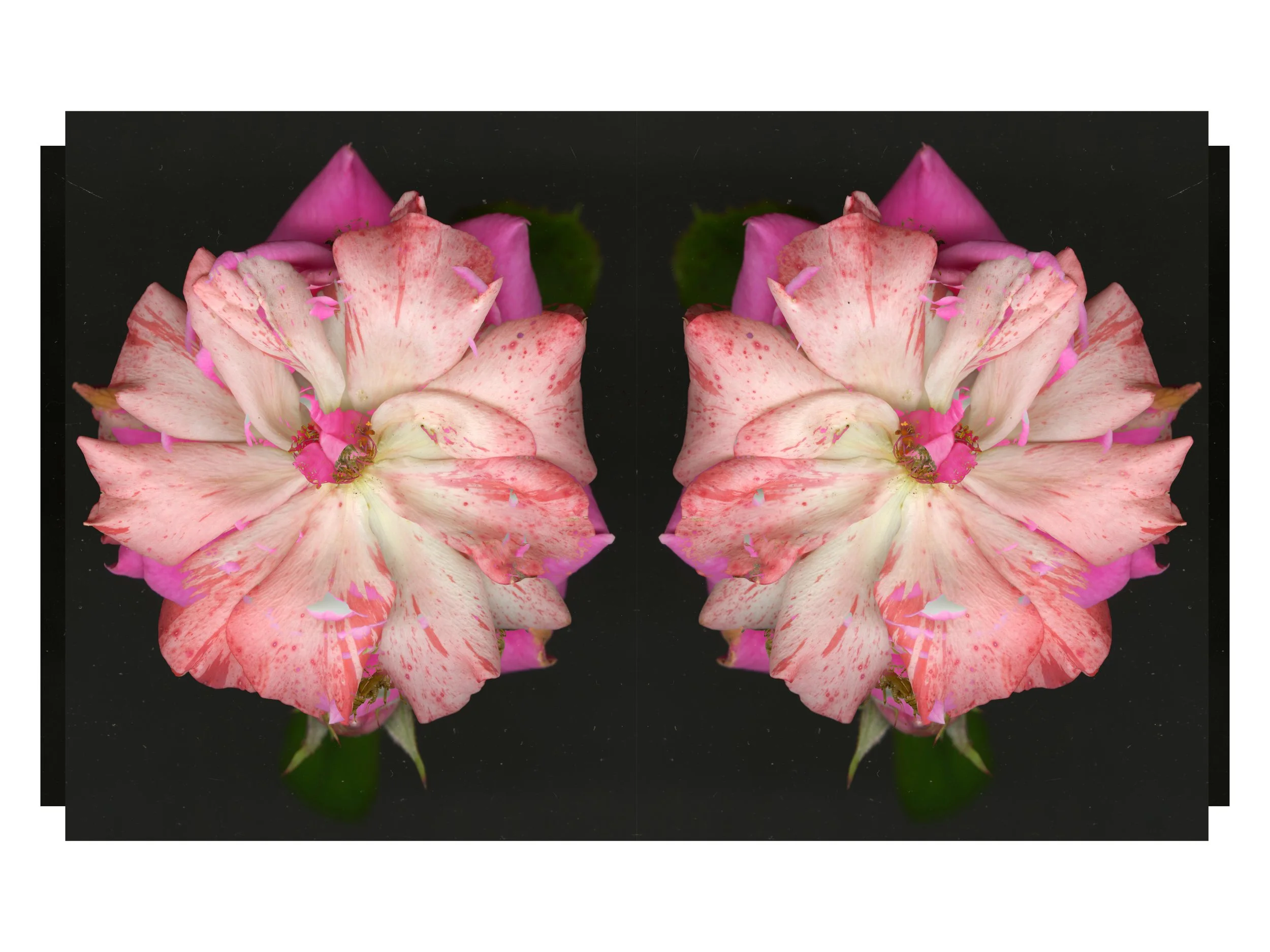 CicadaBloom_Real_Swag_Design_2_.jpg