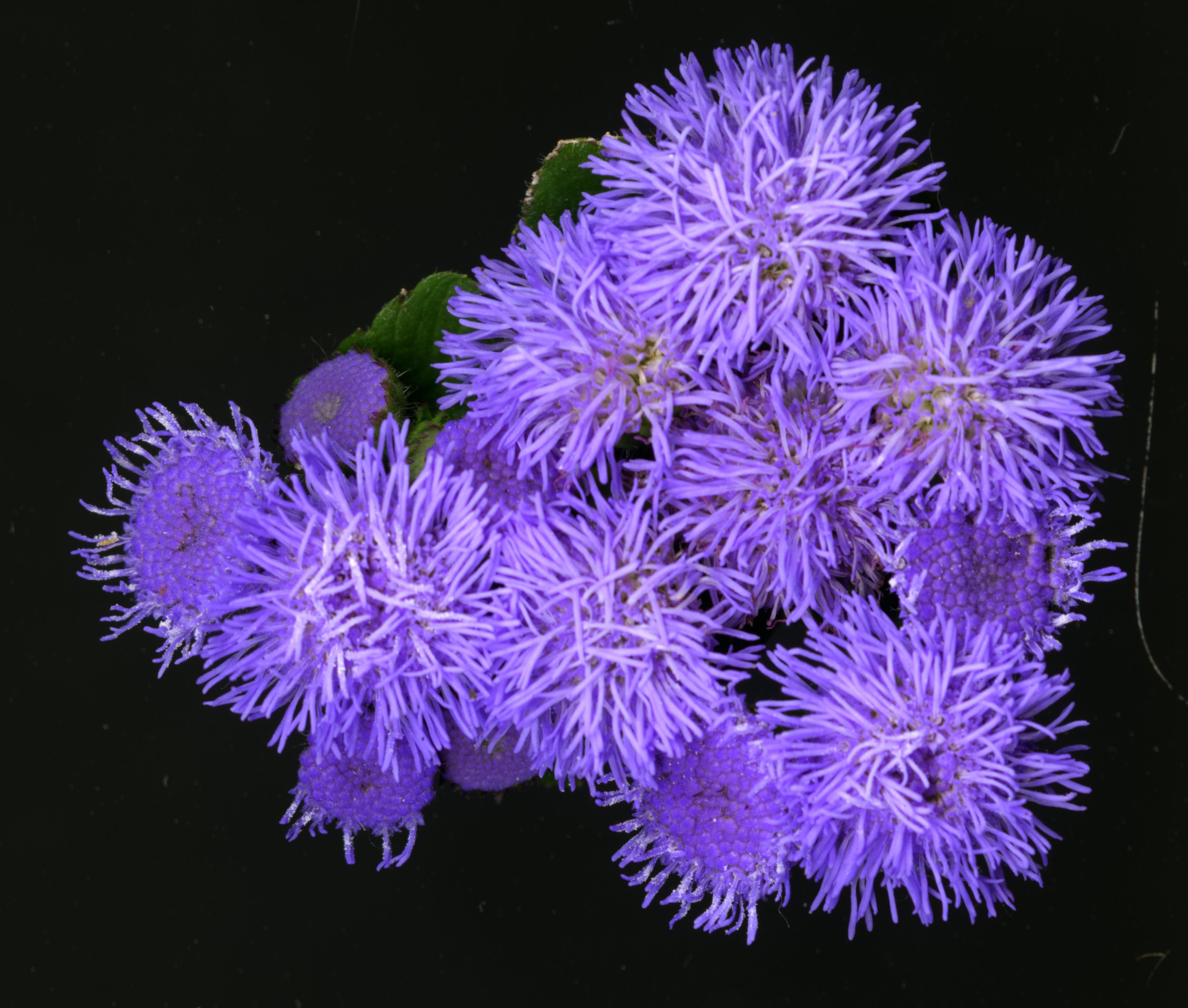 PurpleFuzzys_Bloom_1_697.jpg