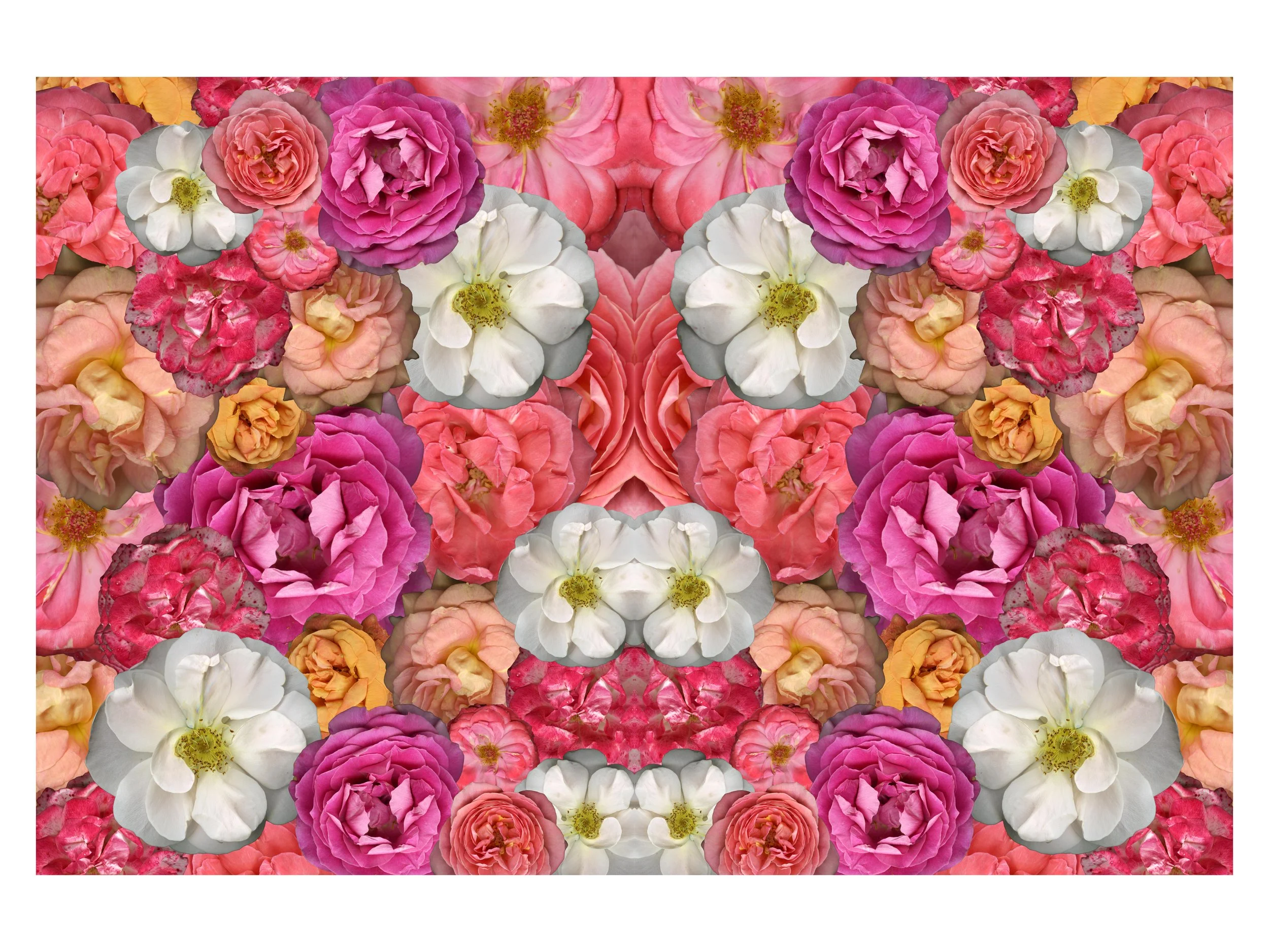 RoseBloomera_FloralMix_5_Mirrored_.jpg