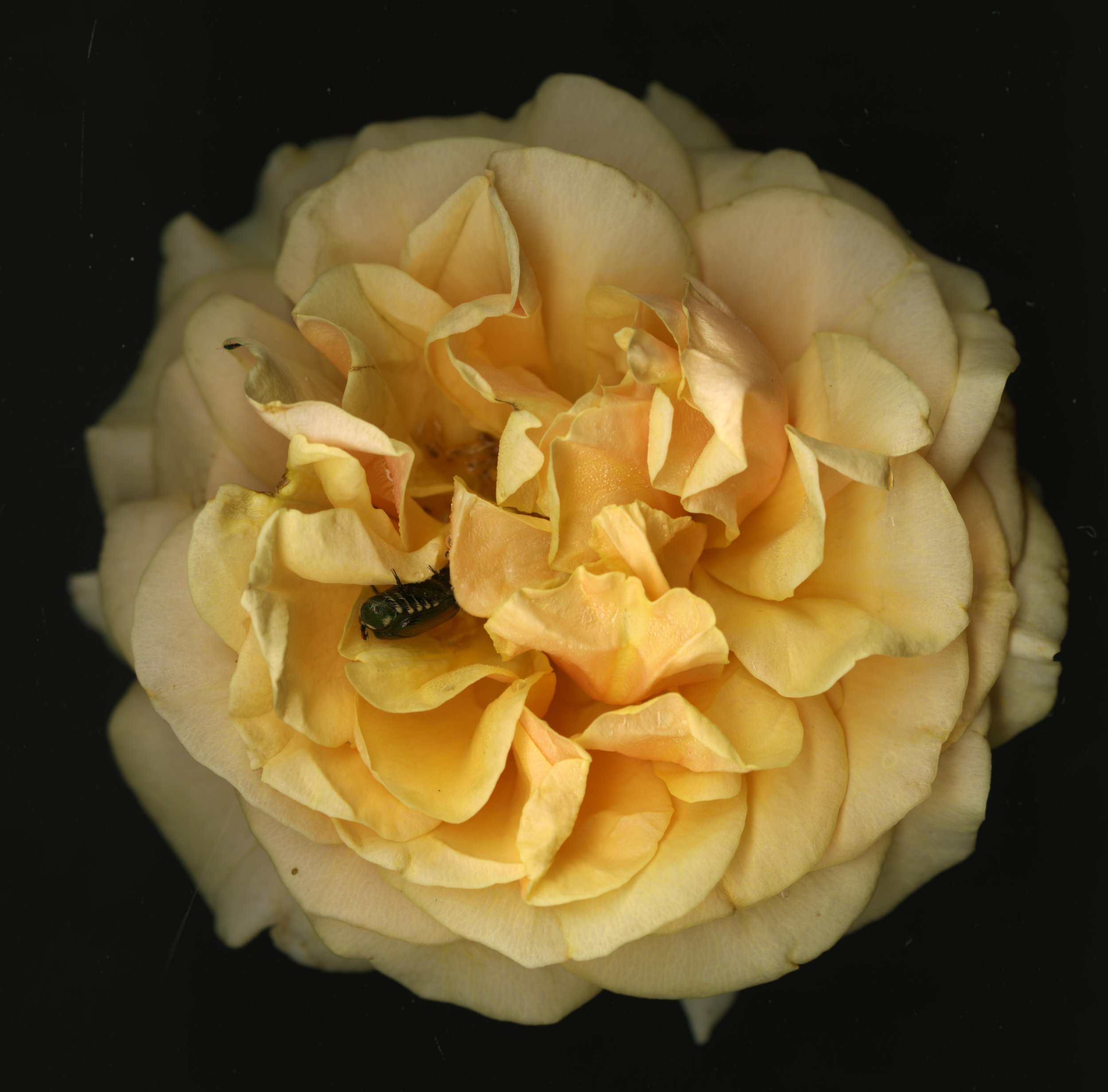 OrangeBloomRose_1_084.jpg