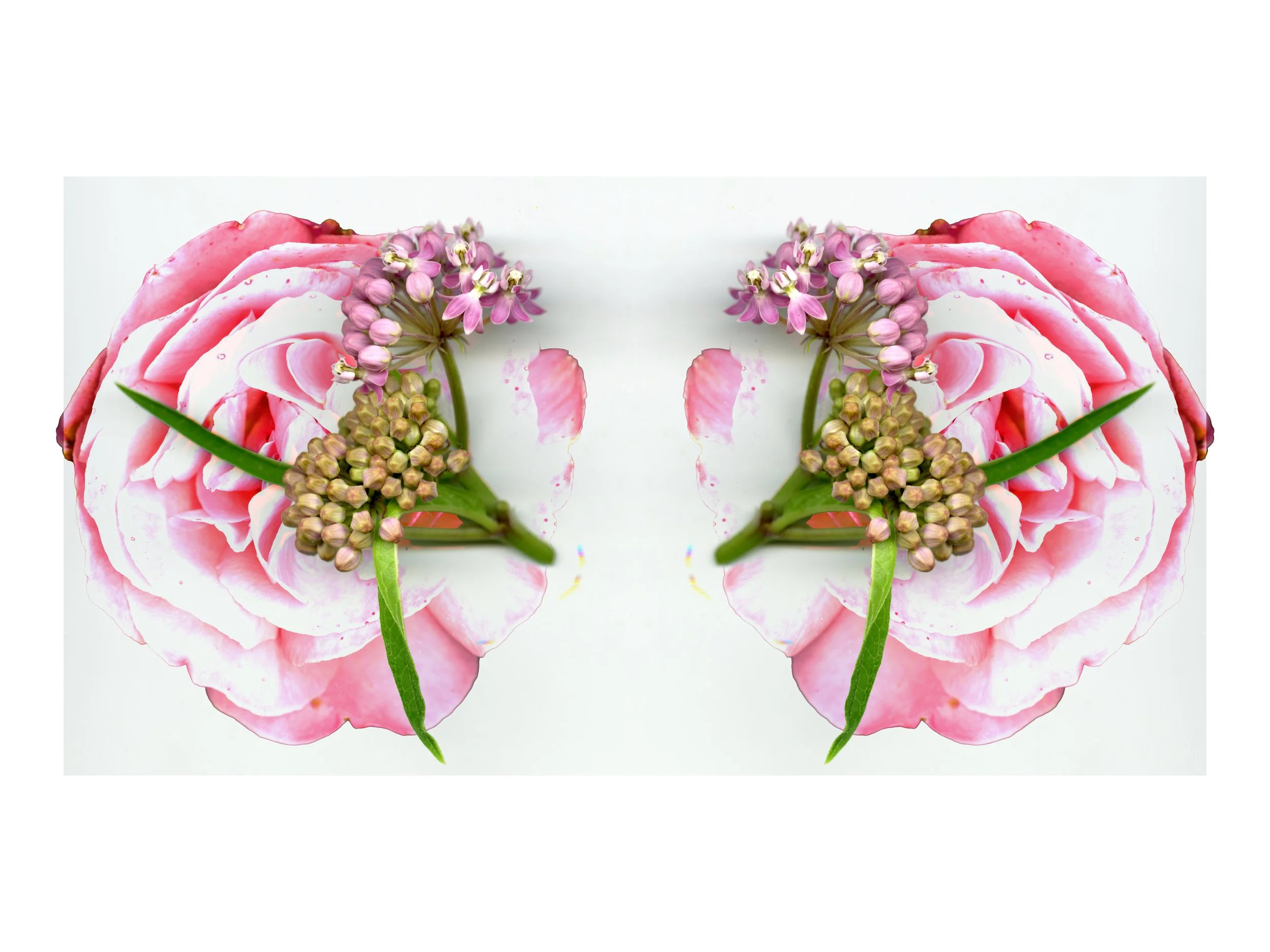 NicePrettyFlowerarrangeMilkweed_design_3_.jpg