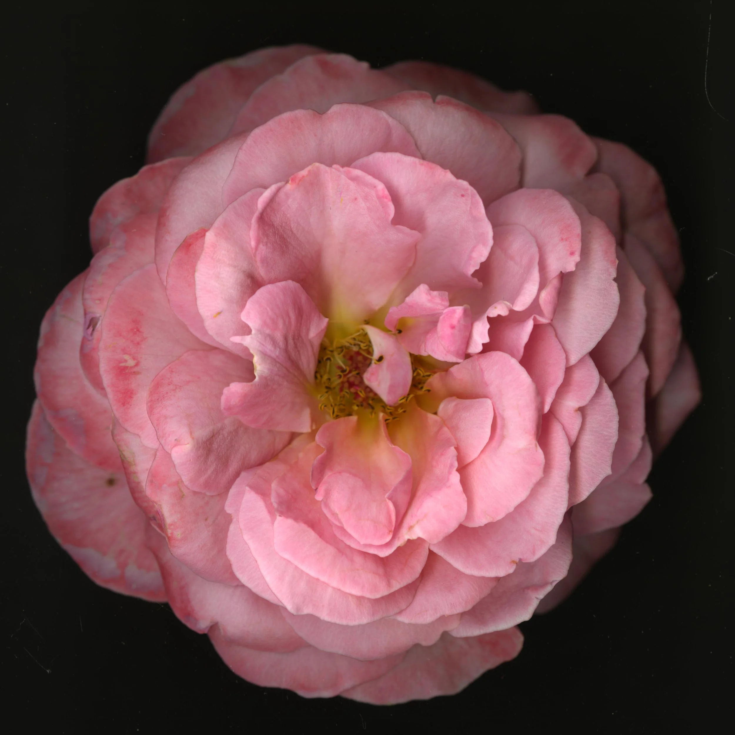 PinkaRosebloomtah_1_252.jpg