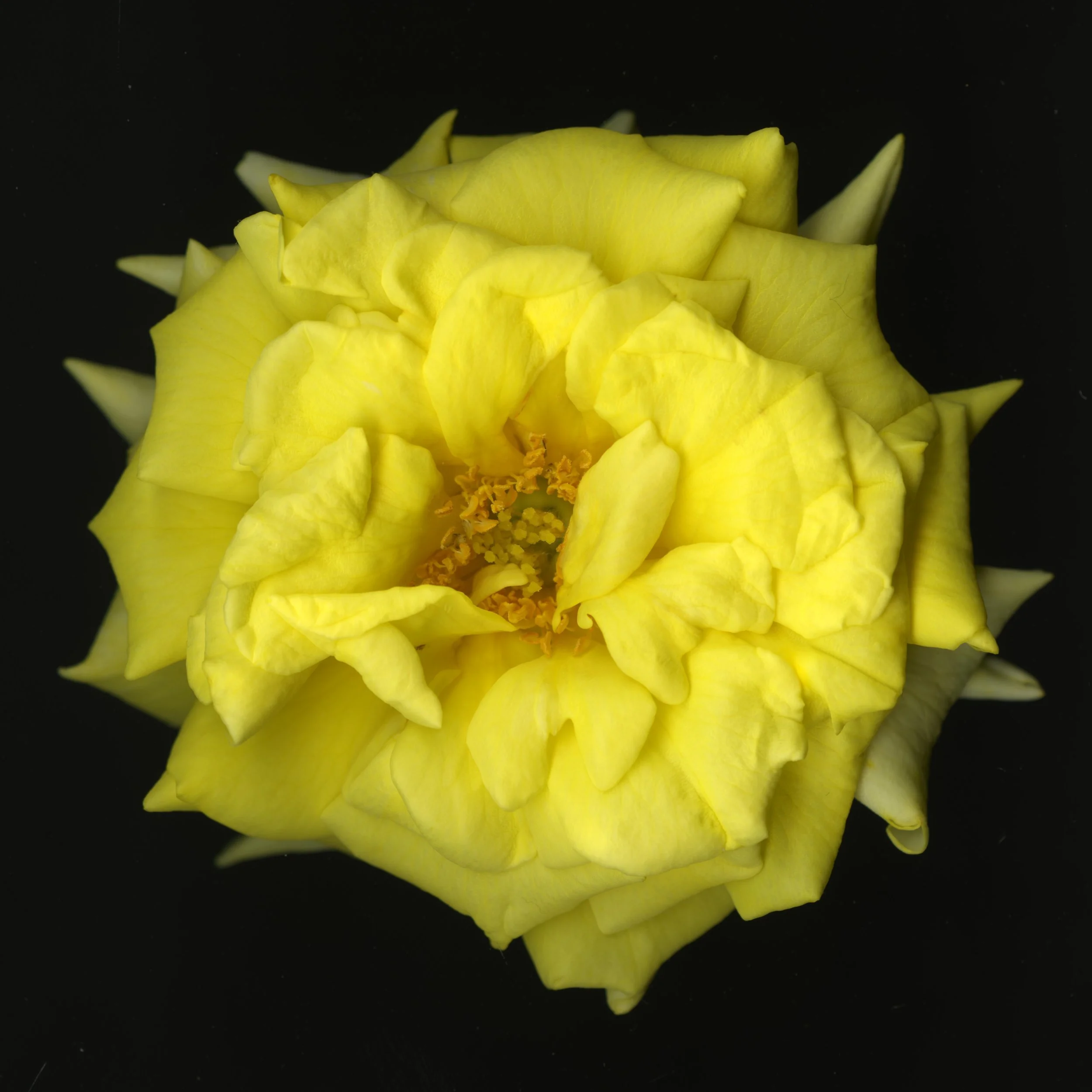 YellowBloomeraRose_1_142.jpg